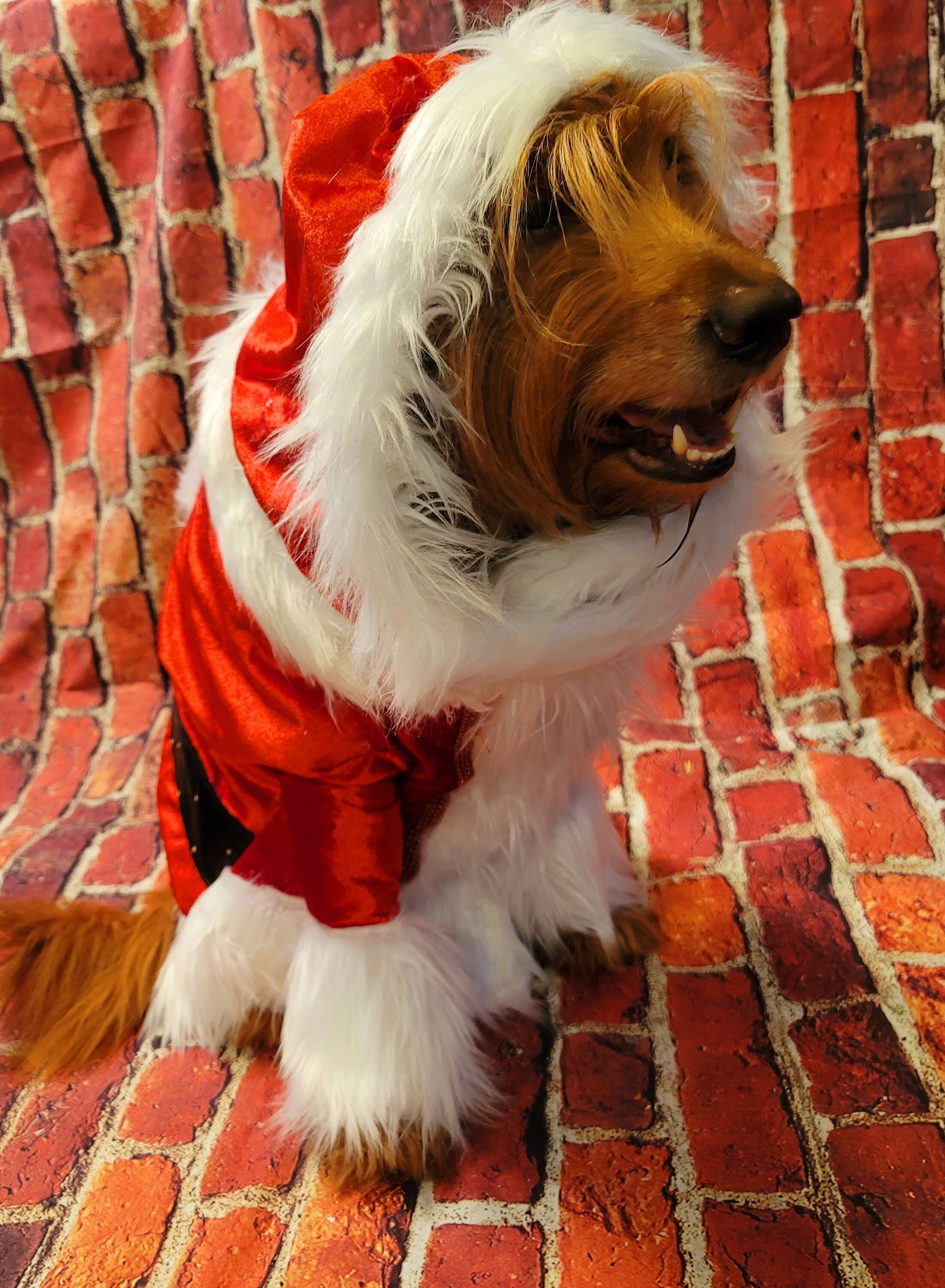 Pet Santa shirt and hat, santa dog shirt hat, santa pet costume, santa cat costume, dog santa costume, Christmas pet costume,