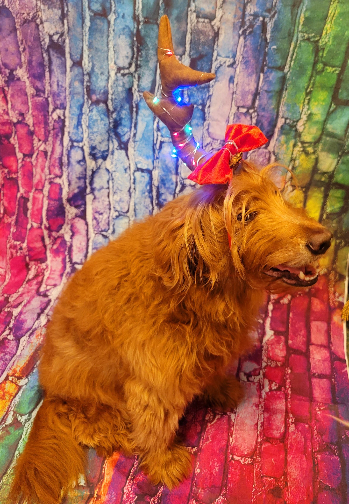Max the Grinch pet antlers, Max the grinch that stole Christmas dog antlers, light up pet antlers, cat antlers, The Grinch Max antlers