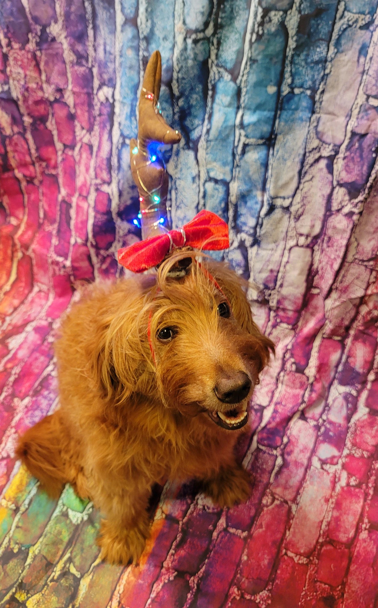 Max the Grinch pet antlers, Max the grinch that stole Christmas dog antlers, light up pet antlers, cat antlers, The Grinch Max antlers