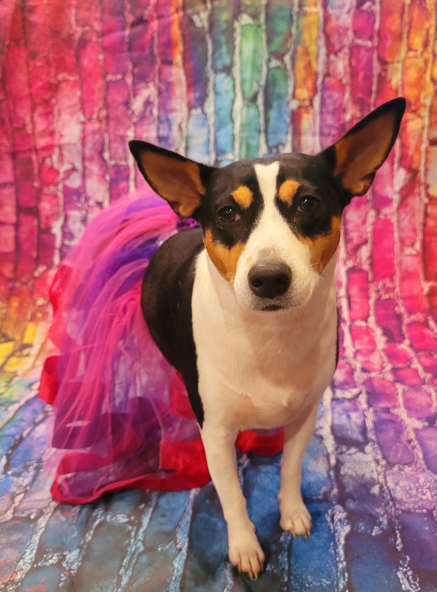 Pet Tutu, Dog Tutu, Cat Tutu, pet birthday tutu, pet skirt, dog skirt, cat skirt, tulle pet skirt, tulle dog skirt, tulle cat skirt