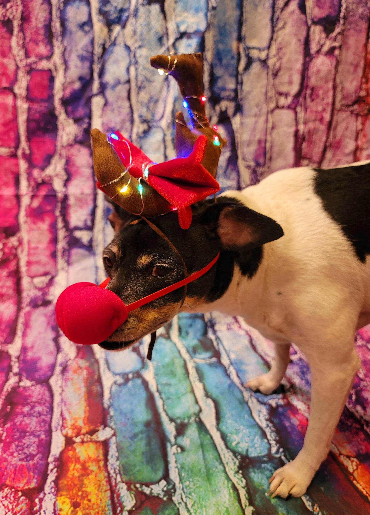 Max the Grinch pet antlers, Max the grinch that stole Christmas dog antlers, light up pet antlers, cat antlers, The Grinch Max antlers