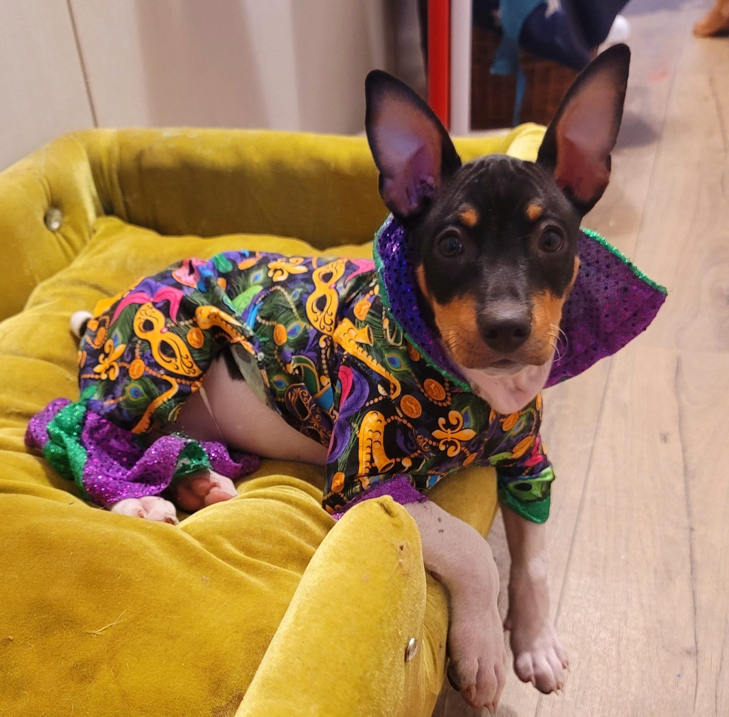 Mardi Gras male pet outfit, Mardi Gras Pet body suit, Fat Tuesday dog costume, Mardi Gras dog costume, Mardi Gras Cat, Mardi Gras suit