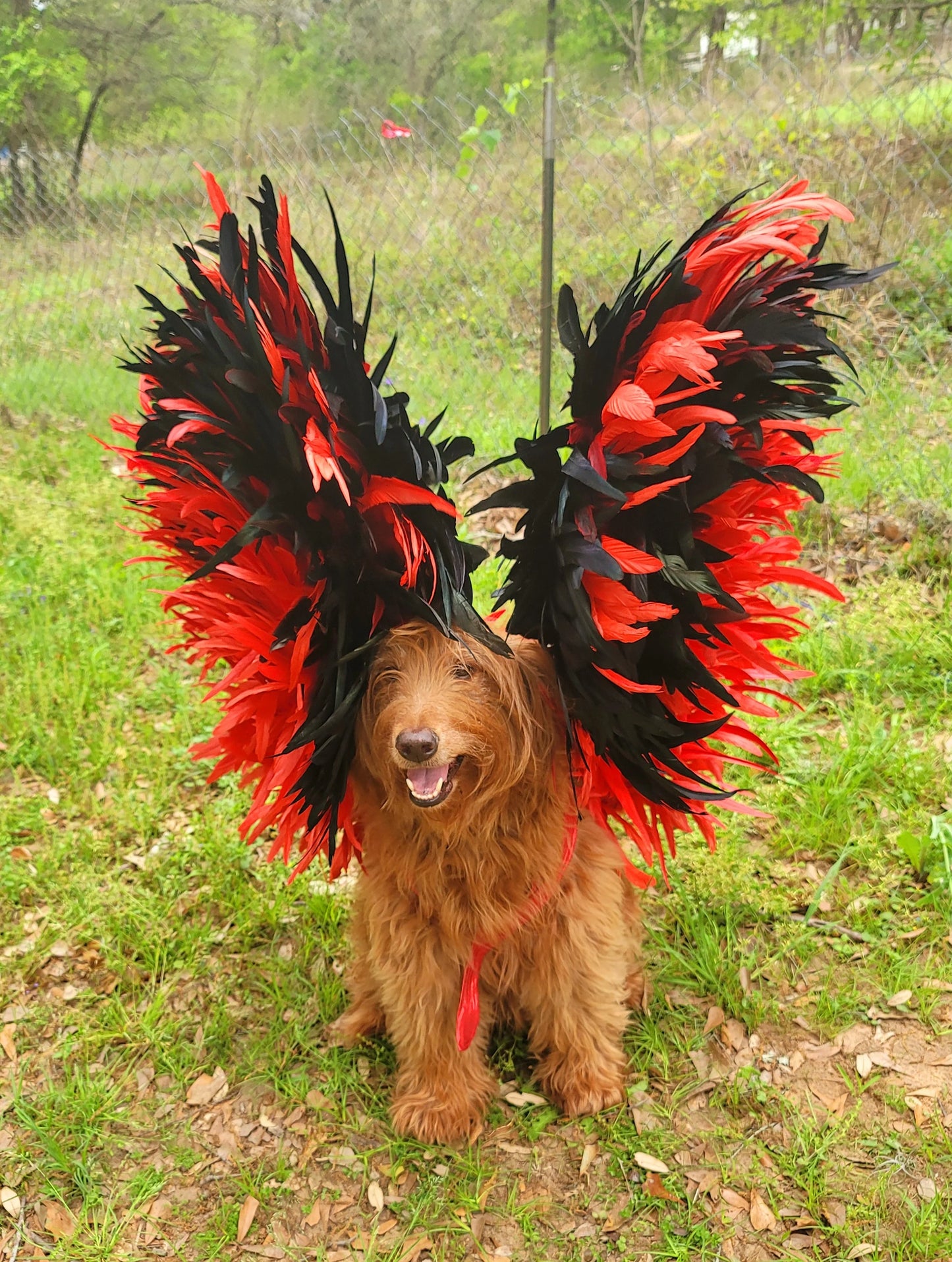 - Feather pet wings, dog Feather wings, devil pet wings, angel pet wings, pet epaulets for costumes, pet costume wings, dog costume wings