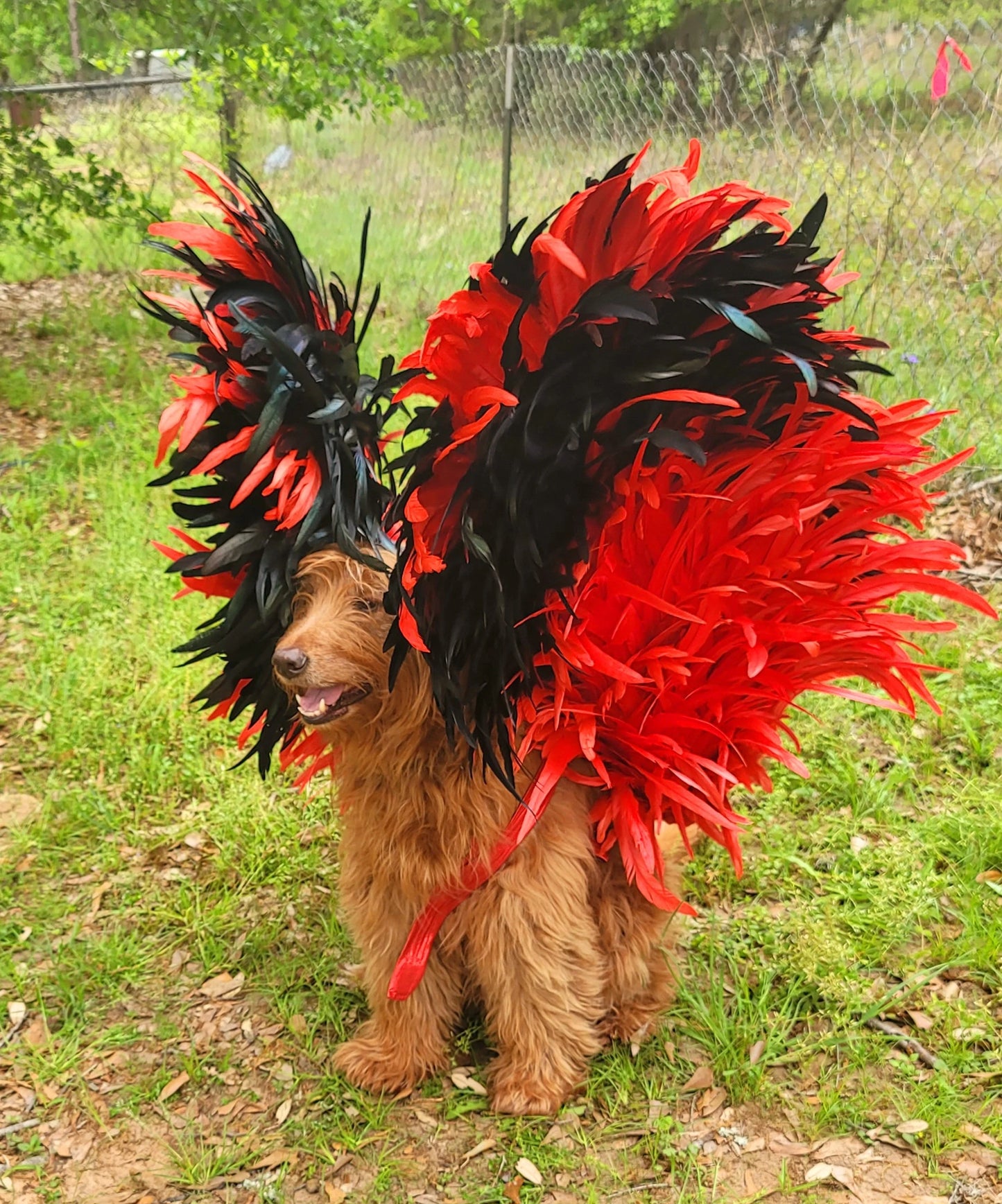 - Feather pet wings, dog Feather wings, devil pet wings, angel pet wings, pet epaulets for costumes, pet costume wings, dog costume wings