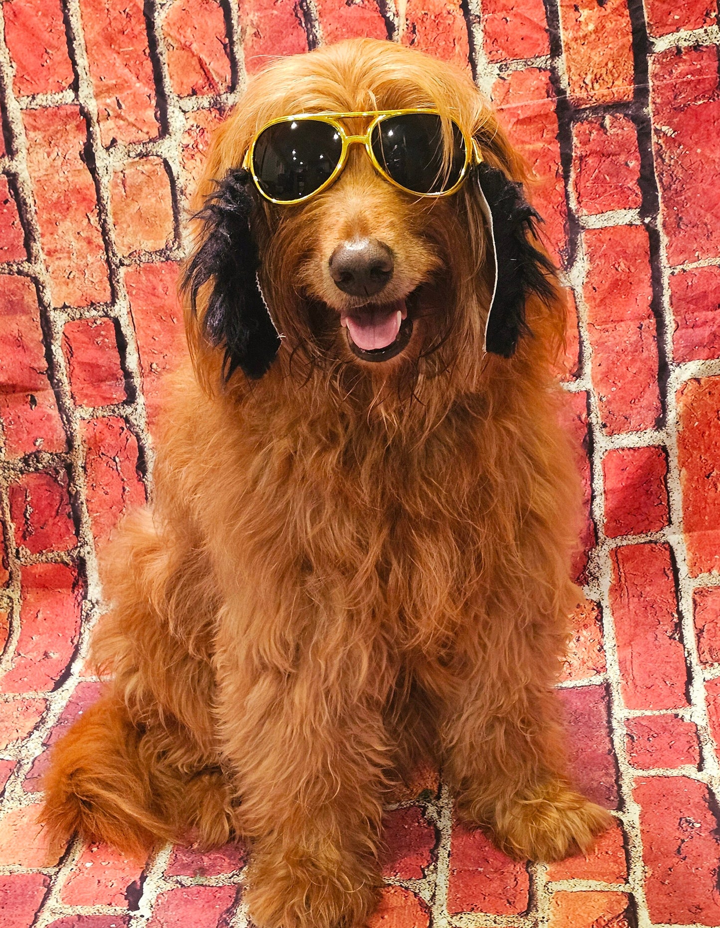 Elvis pet glasses, elvis dog glasses and sideburns, king of rock and roll pet glasses, costume pet glasses, costume dog glasses, elvis pet
