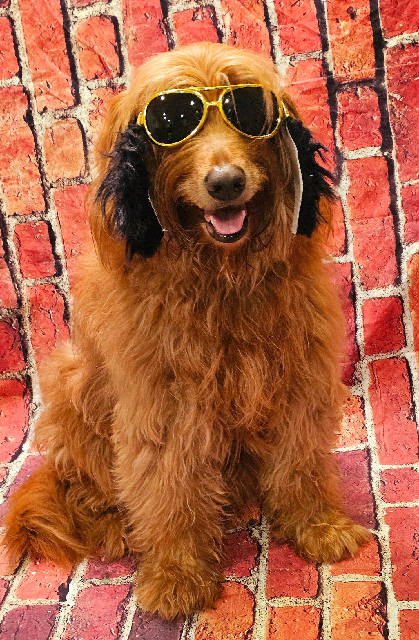 Elvis pet glasses, elvis dog glasses and sideburns, king of rock and roll pet glasses, costume pet glasses, costume dog glasses, elvis pet