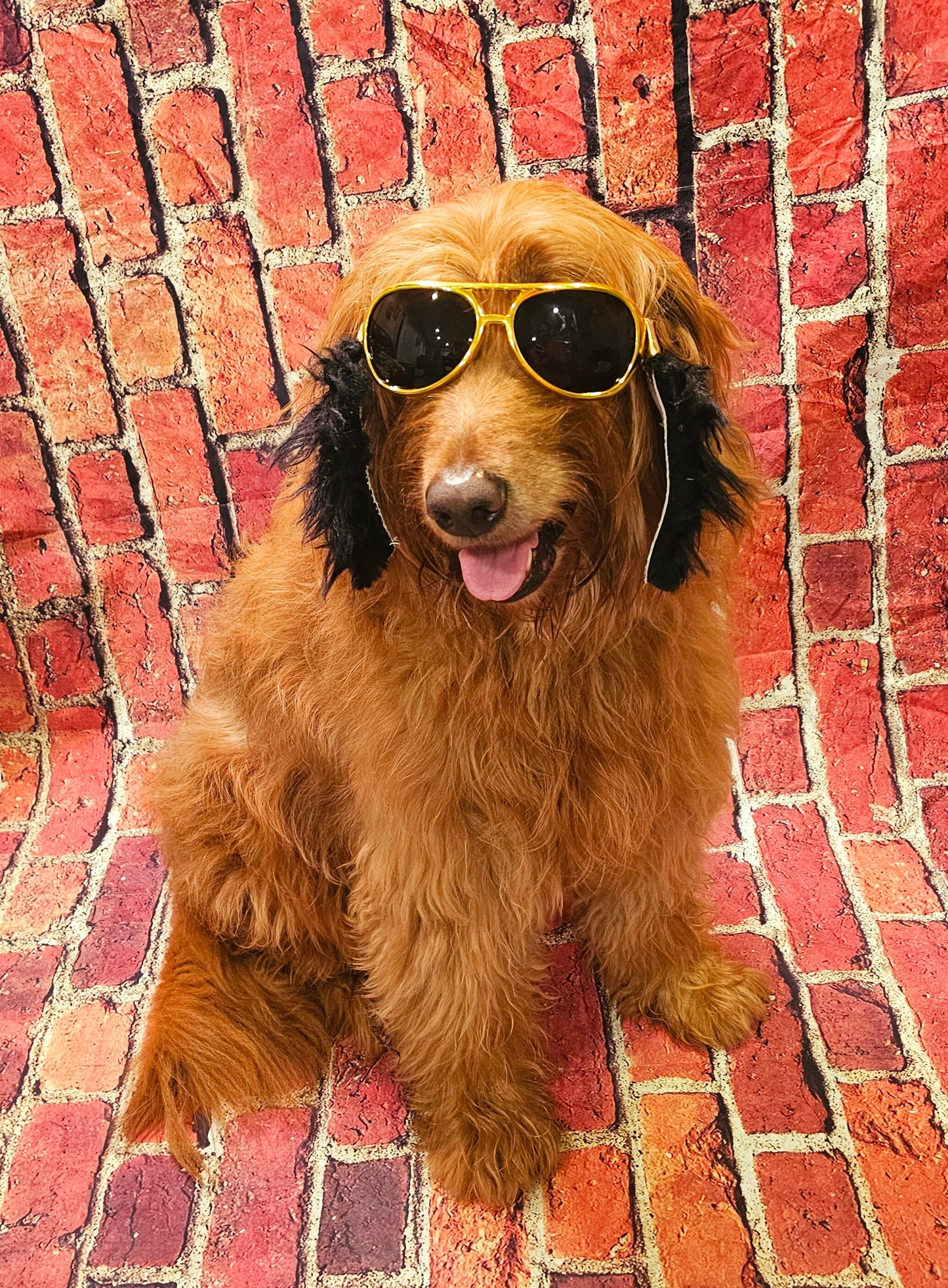 Elvis pet glasses, elvis dog glasses and sideburns, king of rock and roll pet glasses, costume pet glasses, costume dog glasses, elvis pet
