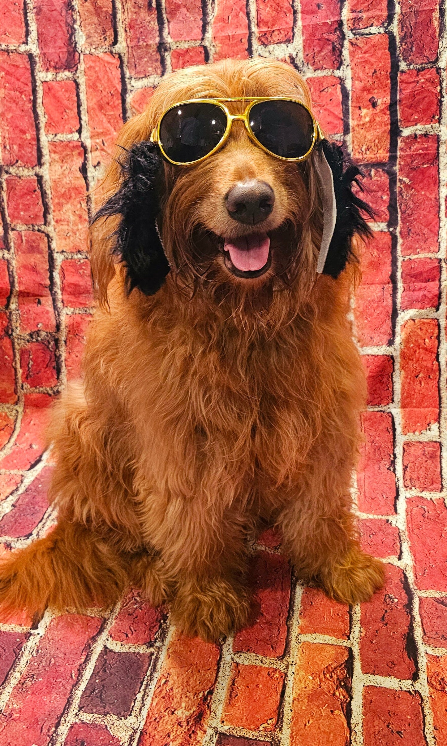 Elvis pet glasses, elvis dog glasses and sideburns, king of rock and roll pet glasses, costume pet glasses, costume dog glasses, elvis pet