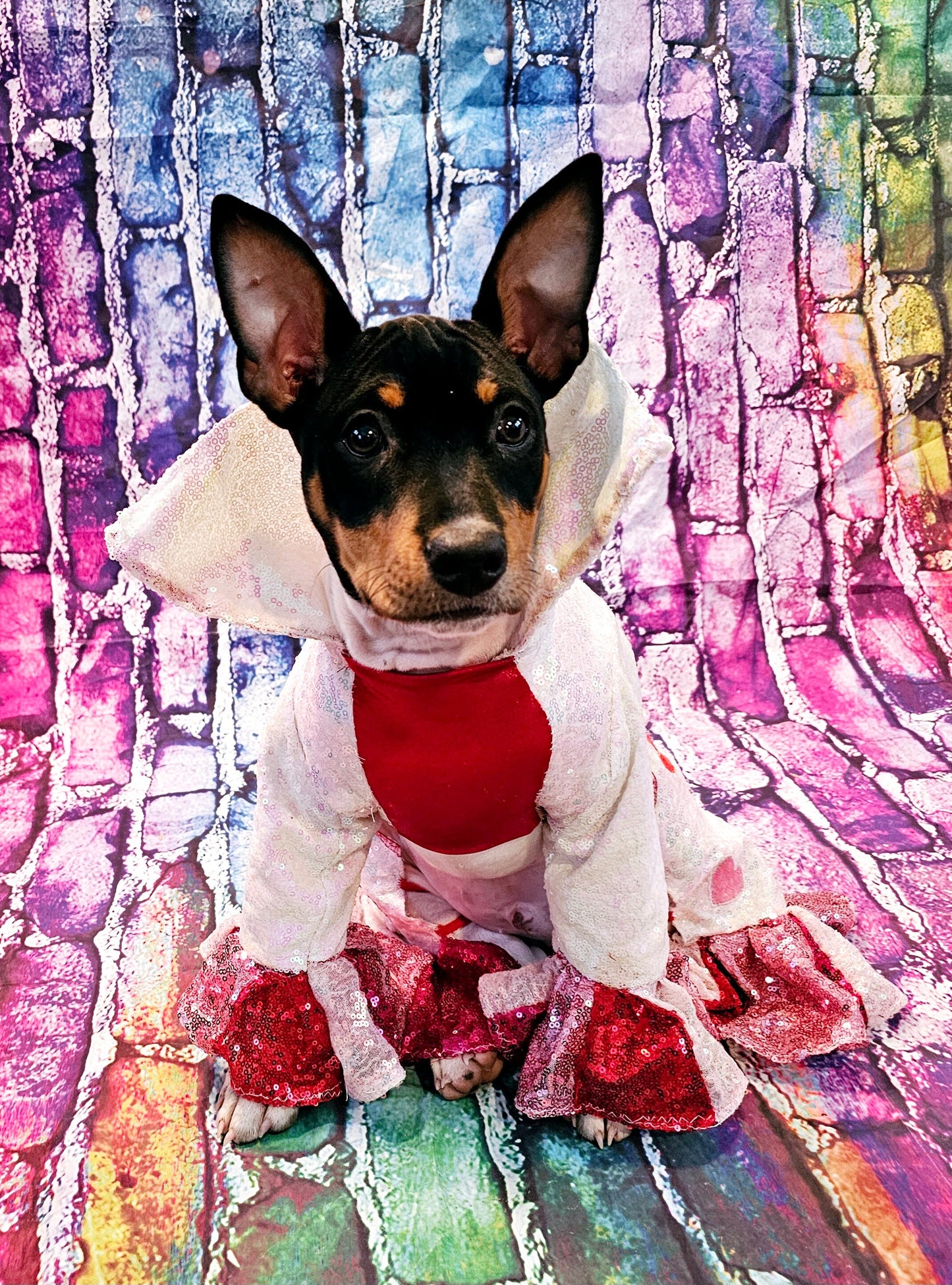 Valentine Pet Costume, Cupid Pet Costume, Cupid dog costume, Be Mine Pet Suit, Sequin pet clothes, Embroidered pet clothes, Valentine dog