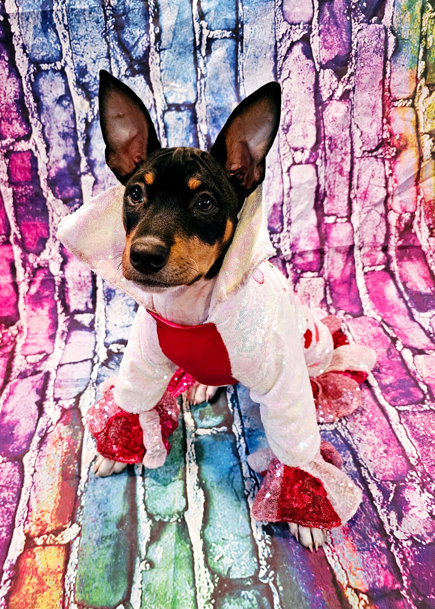Valentine Pet Costume, Cupid Pet Costume, Cupid dog costume, Be Mine Pet Suit, Sequin pet clothes, Embroidered pet clothes, Valentine dog