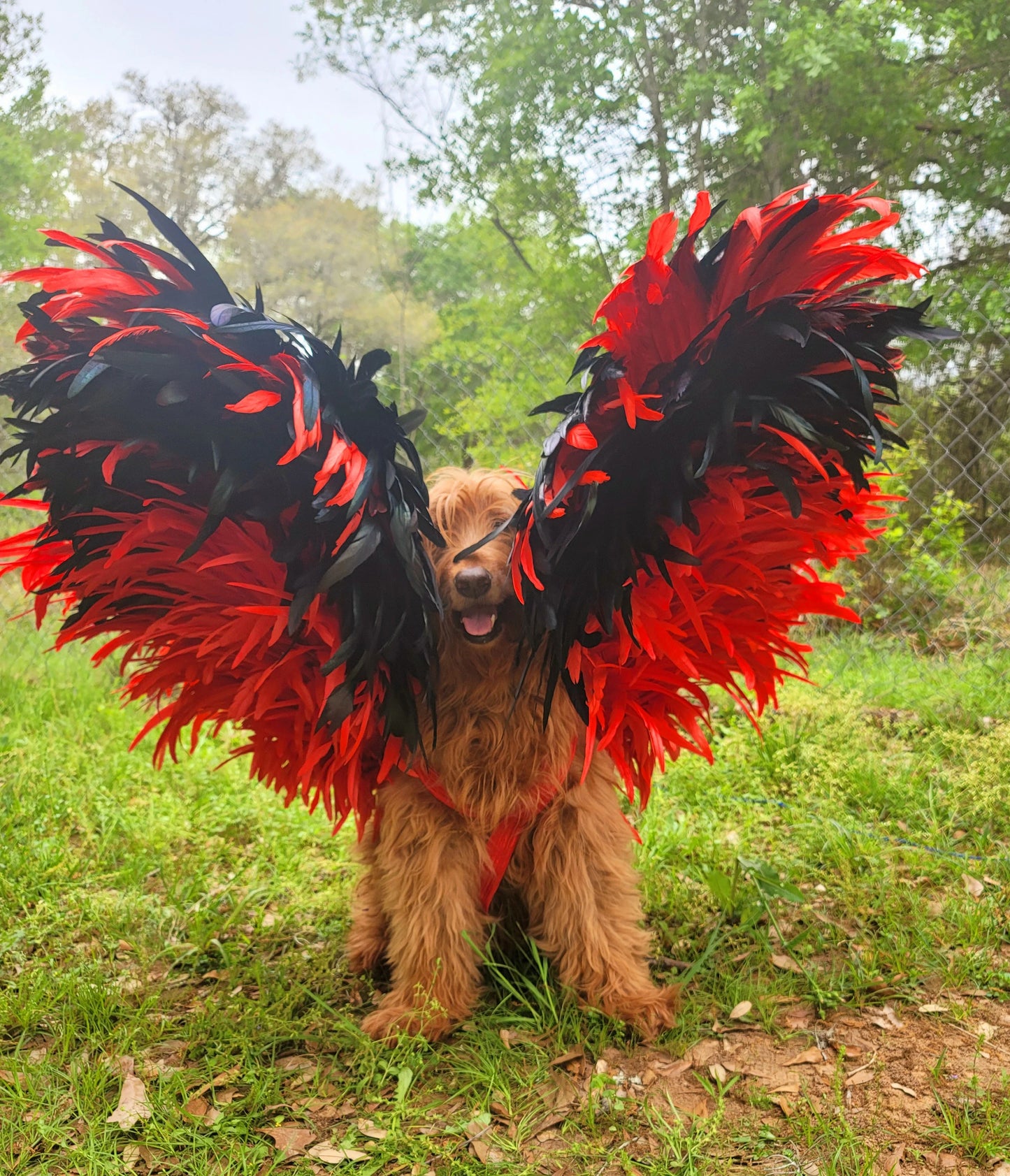 - Feather pet wings, dog Feather wings, devil pet wings, angel pet wings, pet epaulets for costumes, pet costume wings, dog costume wings