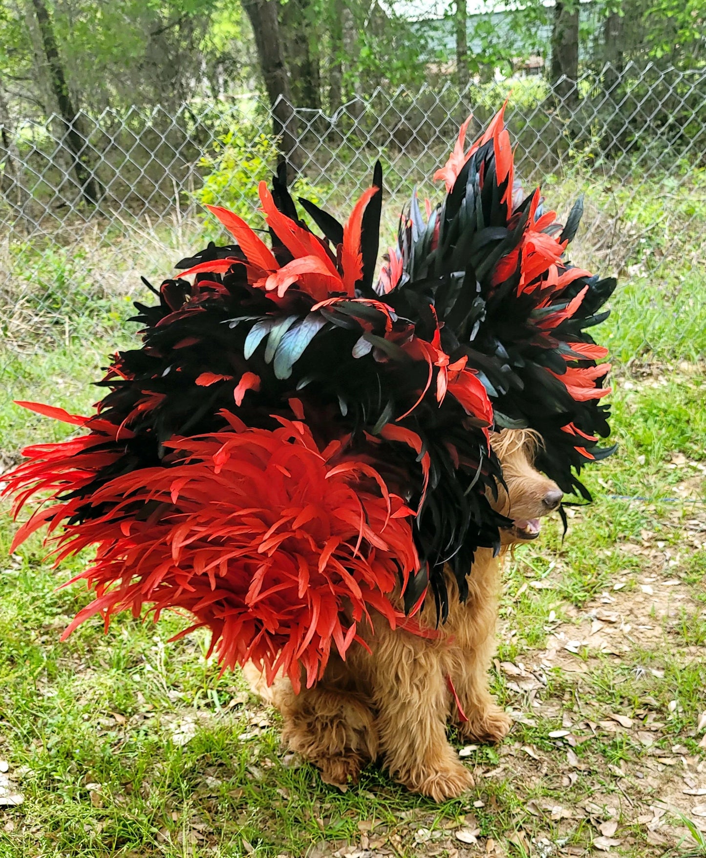 - Feather pet wings, dog Feather wings, devil pet wings, angel pet wings, pet epaulets for costumes, pet costume wings, dog costume wings