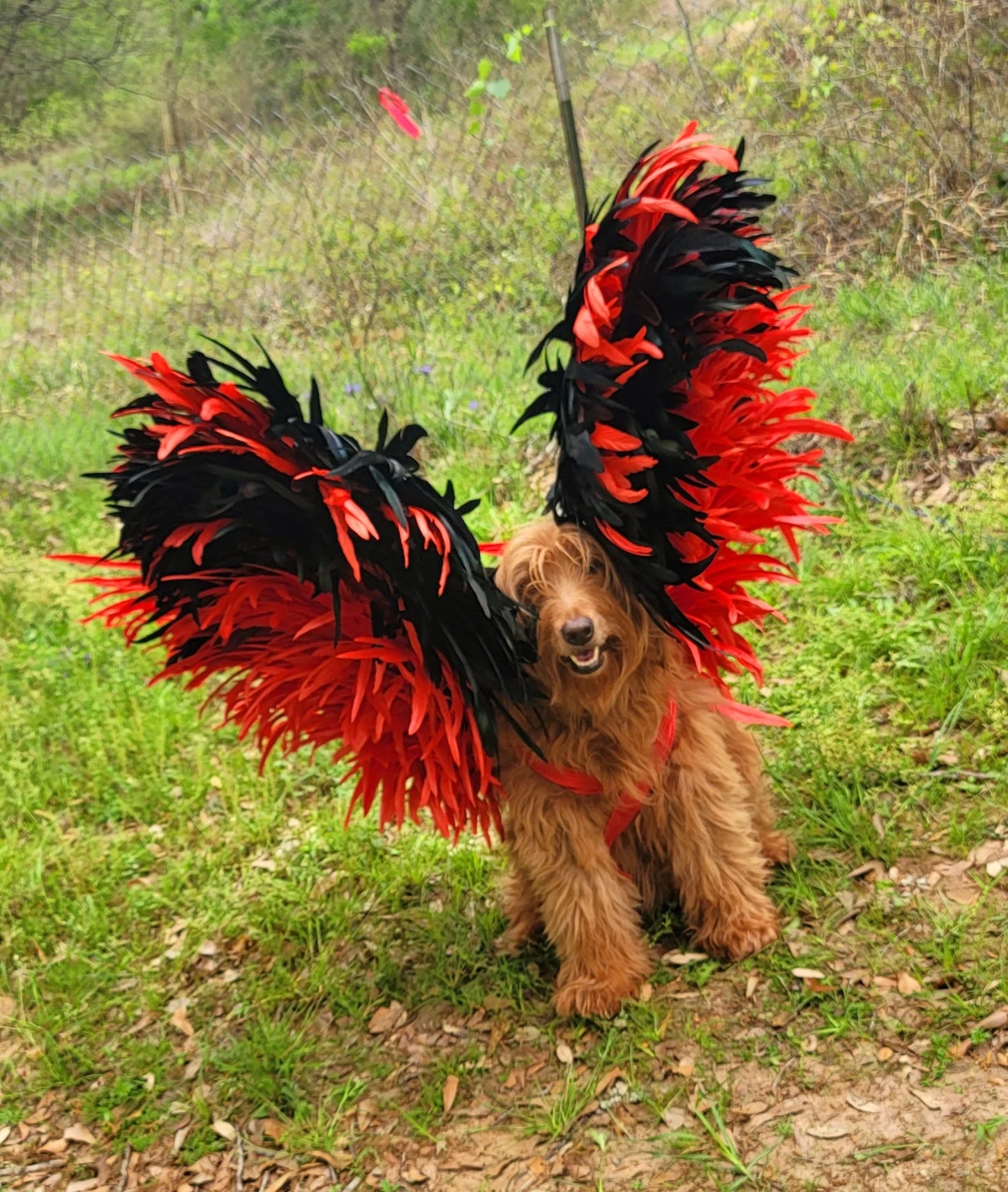 - Feather pet wings, dog Feather wings, devil pet wings, angel pet wings, pet epaulets for costumes, pet costume wings, dog costume wings