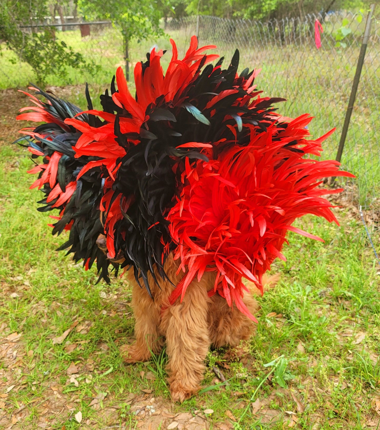 - Feather pet wings, dog Feather wings, devil pet wings, angel pet wings, pet epaulets for costumes, pet costume wings, dog costume wings