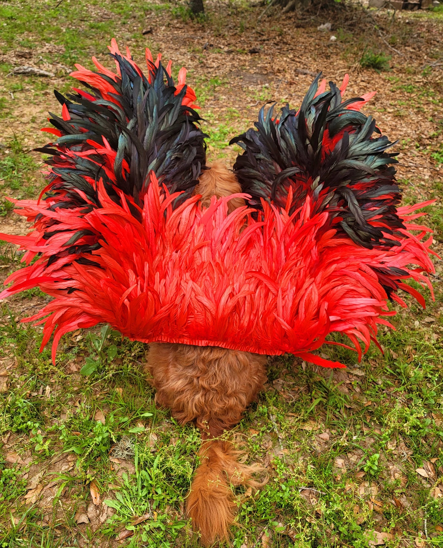 - Feather pet wings, dog Feather wings, devil pet wings, angel pet wings, pet epaulets for costumes, pet costume wings, dog costume wings