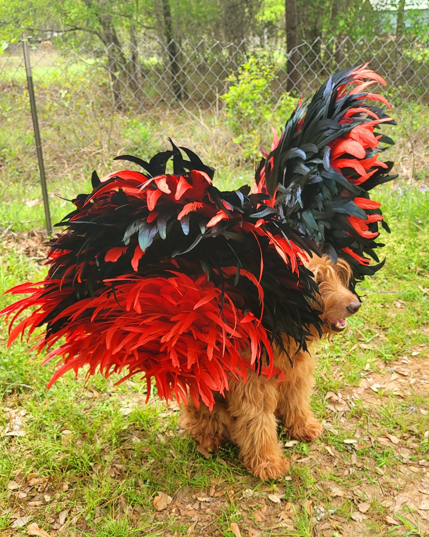 - Feather pet wings, dog Feather wings, devil pet wings, angel pet wings, pet epaulets for costumes, pet costume wings, dog costume wings