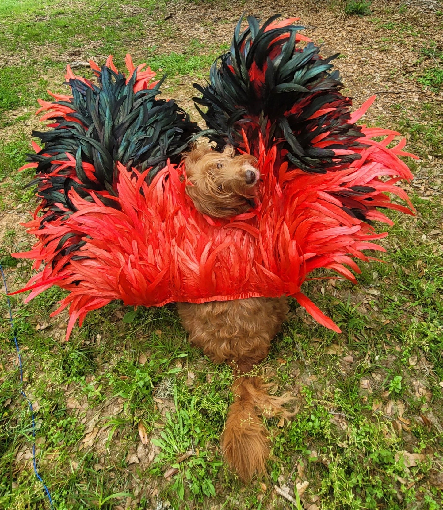 - Feather pet wings, dog Feather wings, devil pet wings, angel pet wings, pet epaulets for costumes, pet costume wings, dog costume wings