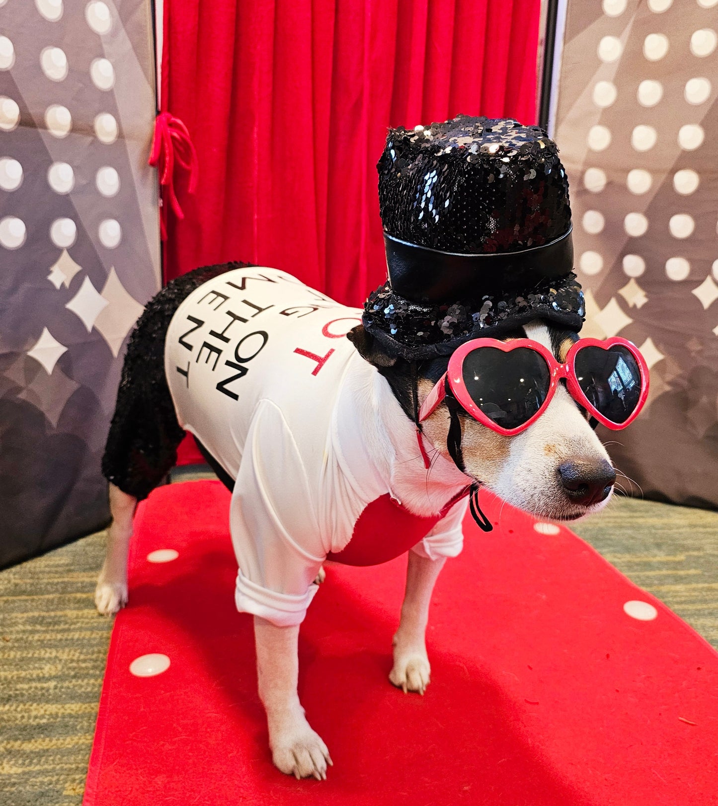Red Era Pet Costume, red era dog costume, red era cat costume, Taylor Swift pet costume, Taylor Swift red era pet costume, Taylor Swift pet