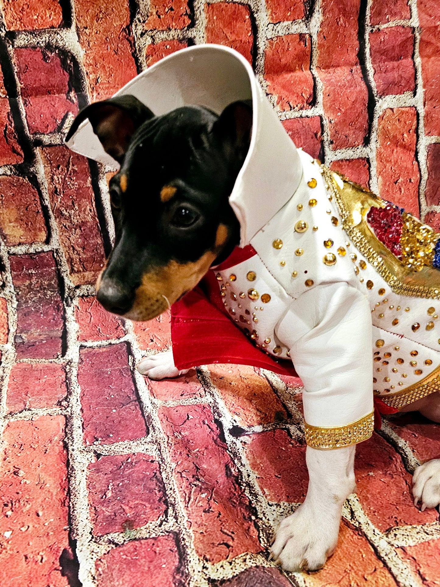 - Elvis pet costume, Elvis eagle pet jacket costume
