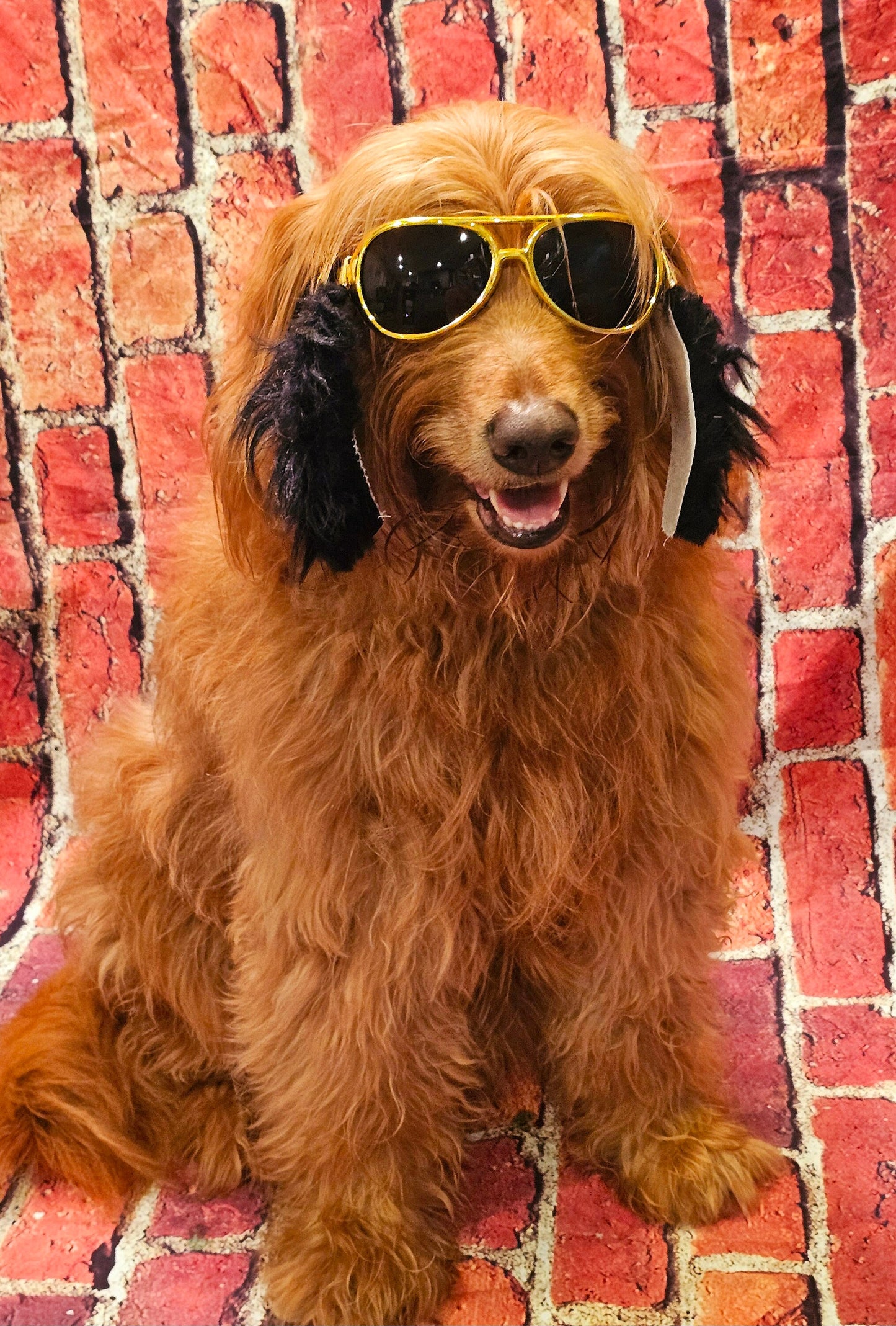 Elvis pet glasses, elvis dog glasses and sideburns, king of rock and roll pet glasses, costume pet glasses, costume dog glasses, elvis pet