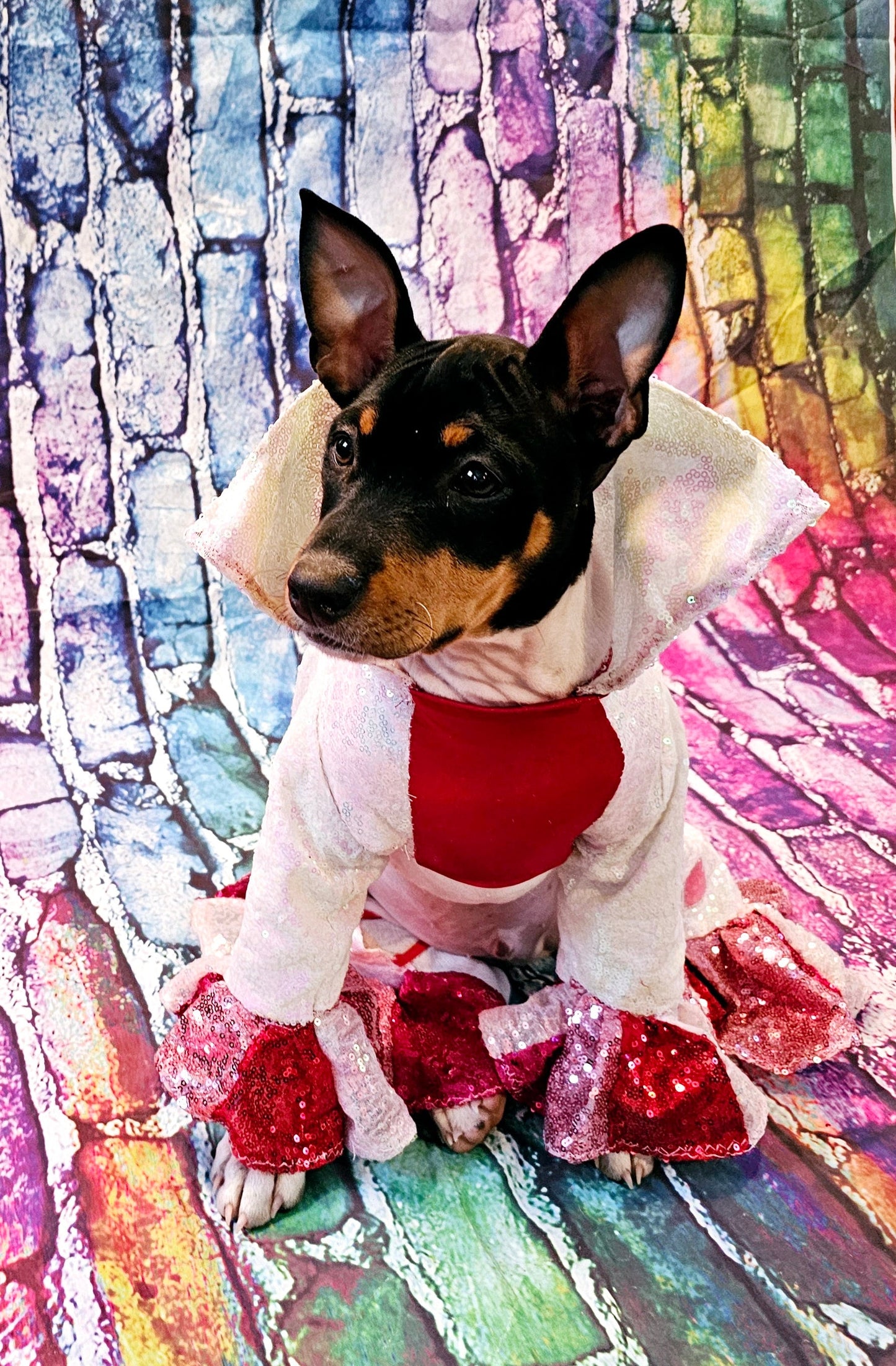 Valentine Pet Costume, Cupid Pet Costume, Cupid dog costume, Be Mine Pet Suit, Sequin pet clothes, Embroidered pet clothes, Valentine dog