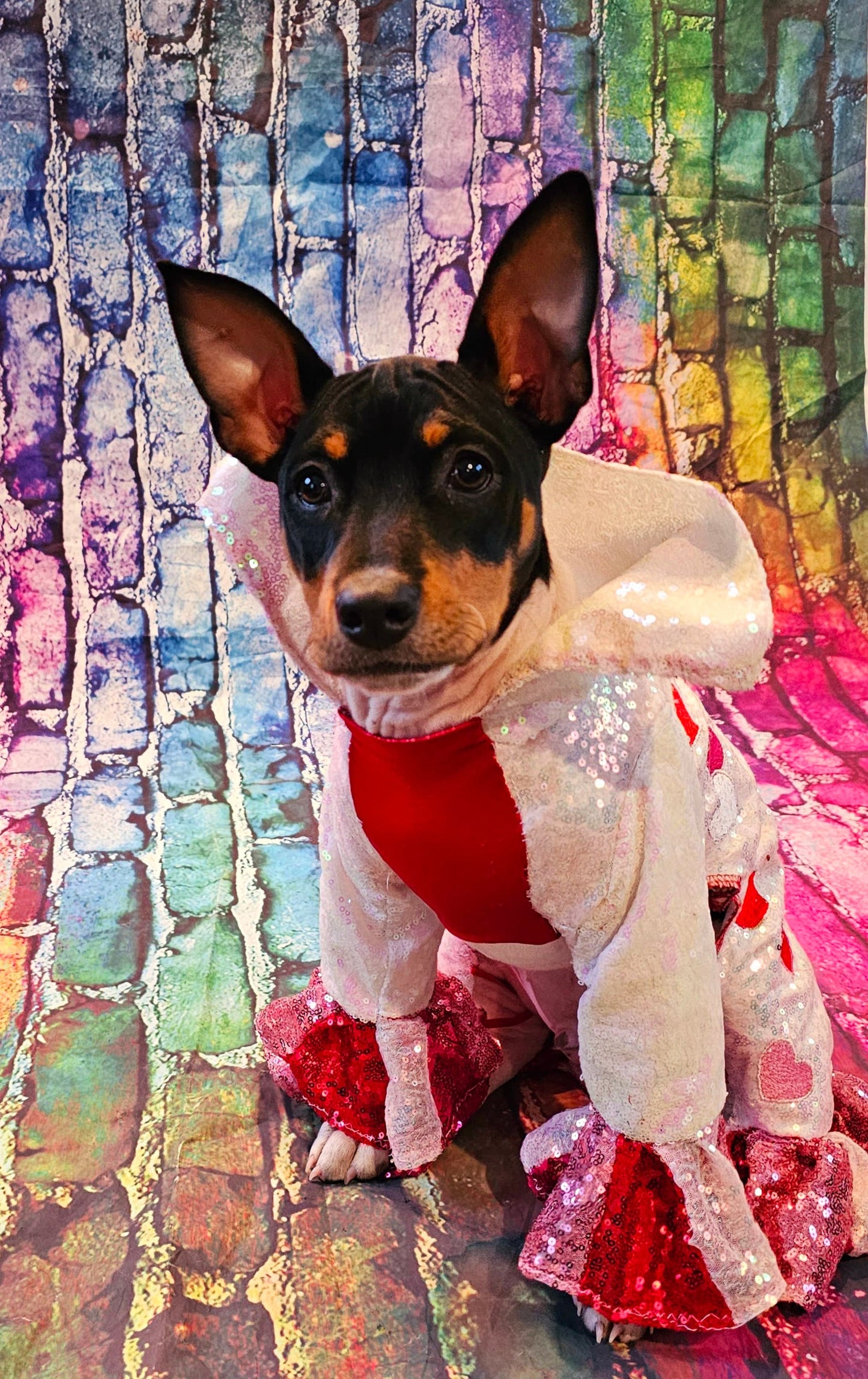 Valentine Pet Costume, Cupid Pet Costume, Cupid dog costume, Be Mine Pet Suit, Sequin pet clothes, Embroidered pet clothes, Valentine dog