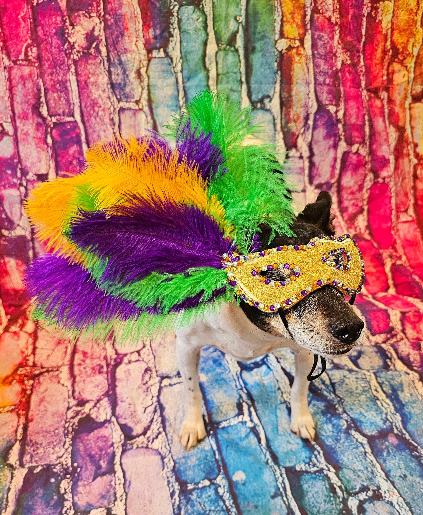 Mardi Gras Pet Masks, Mardi Gras Dog Mask, Fat Tuesday Dog Mask, Fat Tuesday Pet Mask, Mardi Gras Cat Mask, Pet Costume Mask, Dog Mask Inactive