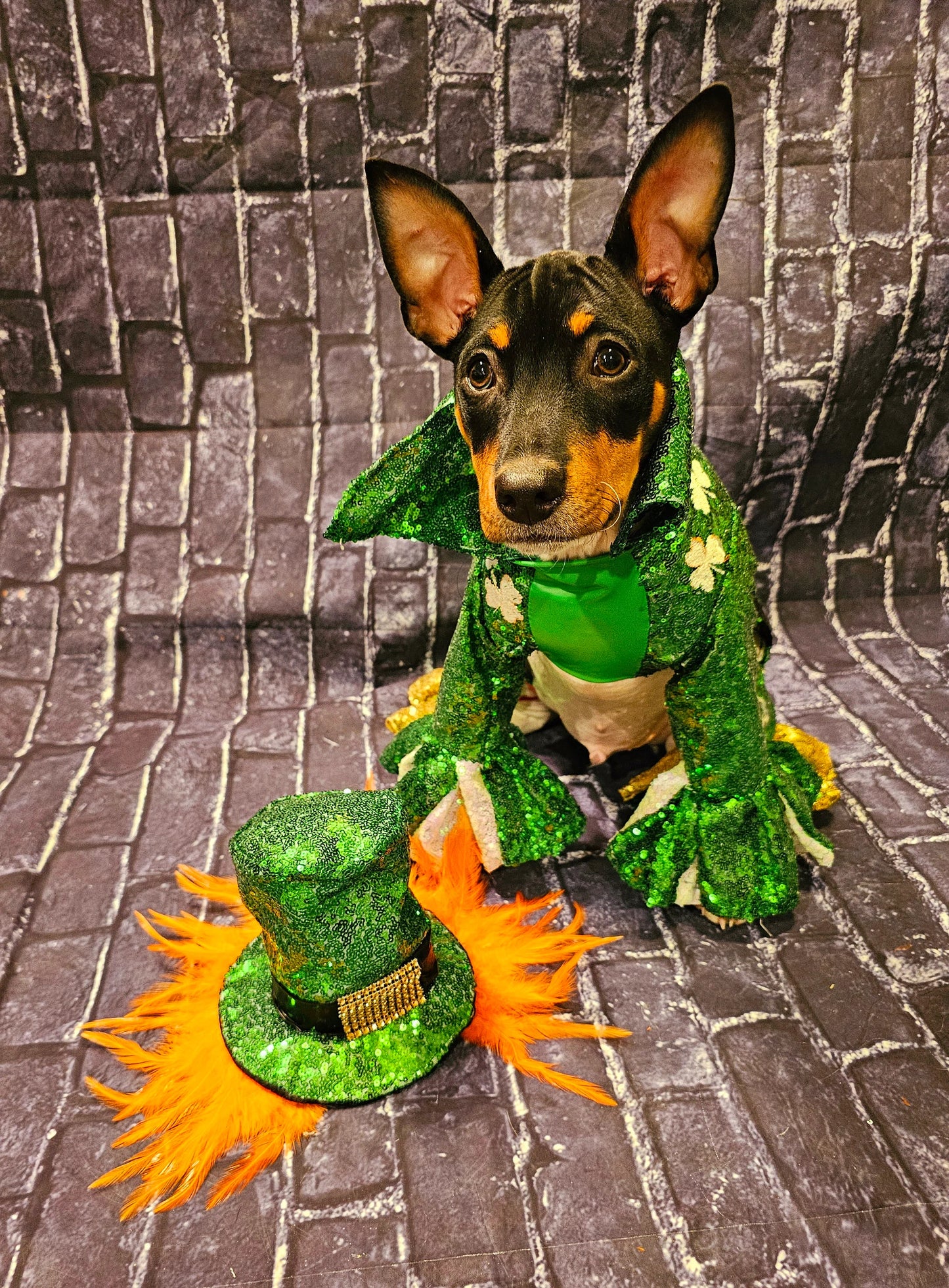 Leprechaun pet costume, Leprechaun dog costume, St. Patty's pet costume, sequin pet costume, Irish pet costume, St Patrick's Day pet costume