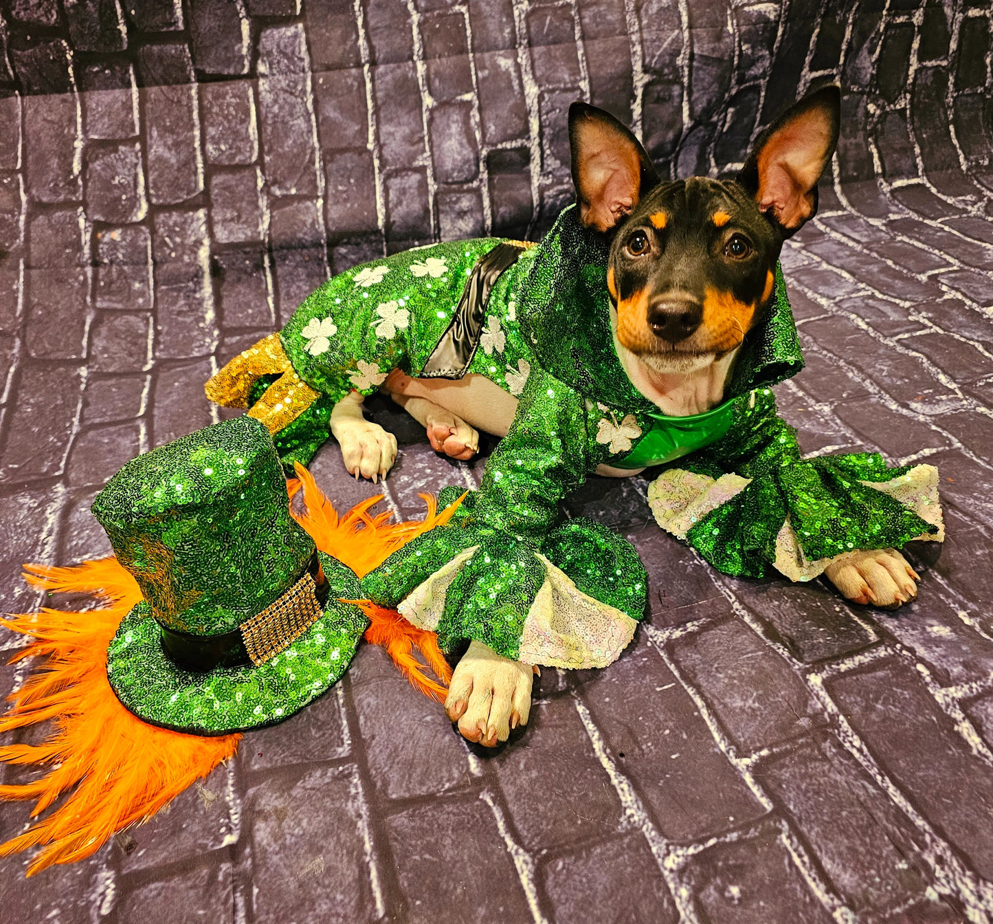 Leprechaun pet costume, Leprechaun dog costume, St. Patty's pet costume, sequin pet costume, Irish pet costume, St Patrick's Day pet costume
