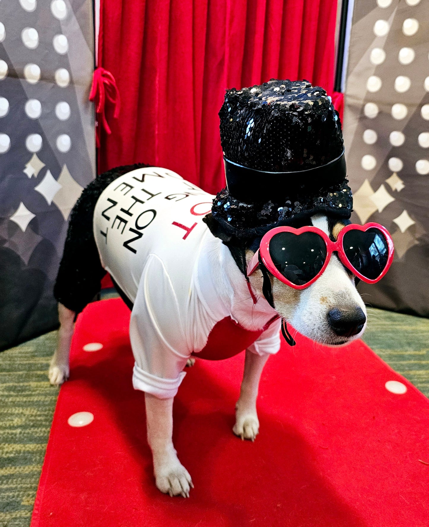 Red Era Pet Costume, red era dog costume, red era cat costume, Taylor Swift pet costume, Taylor Swift red era pet costume, Taylor Swift pet