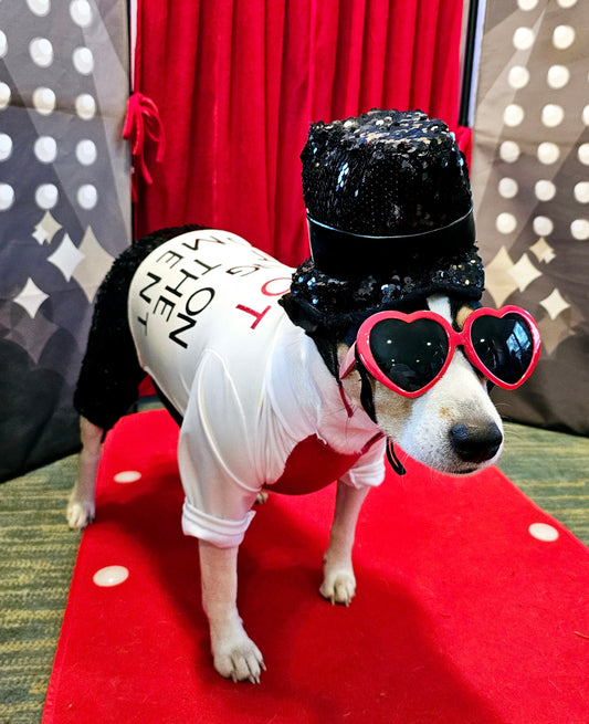 Red Era Pet Costume, red era dog costume, red era cat costume, Taylor Swift pet costume, Taylor Swift red era pet costume, Taylor Swift pet