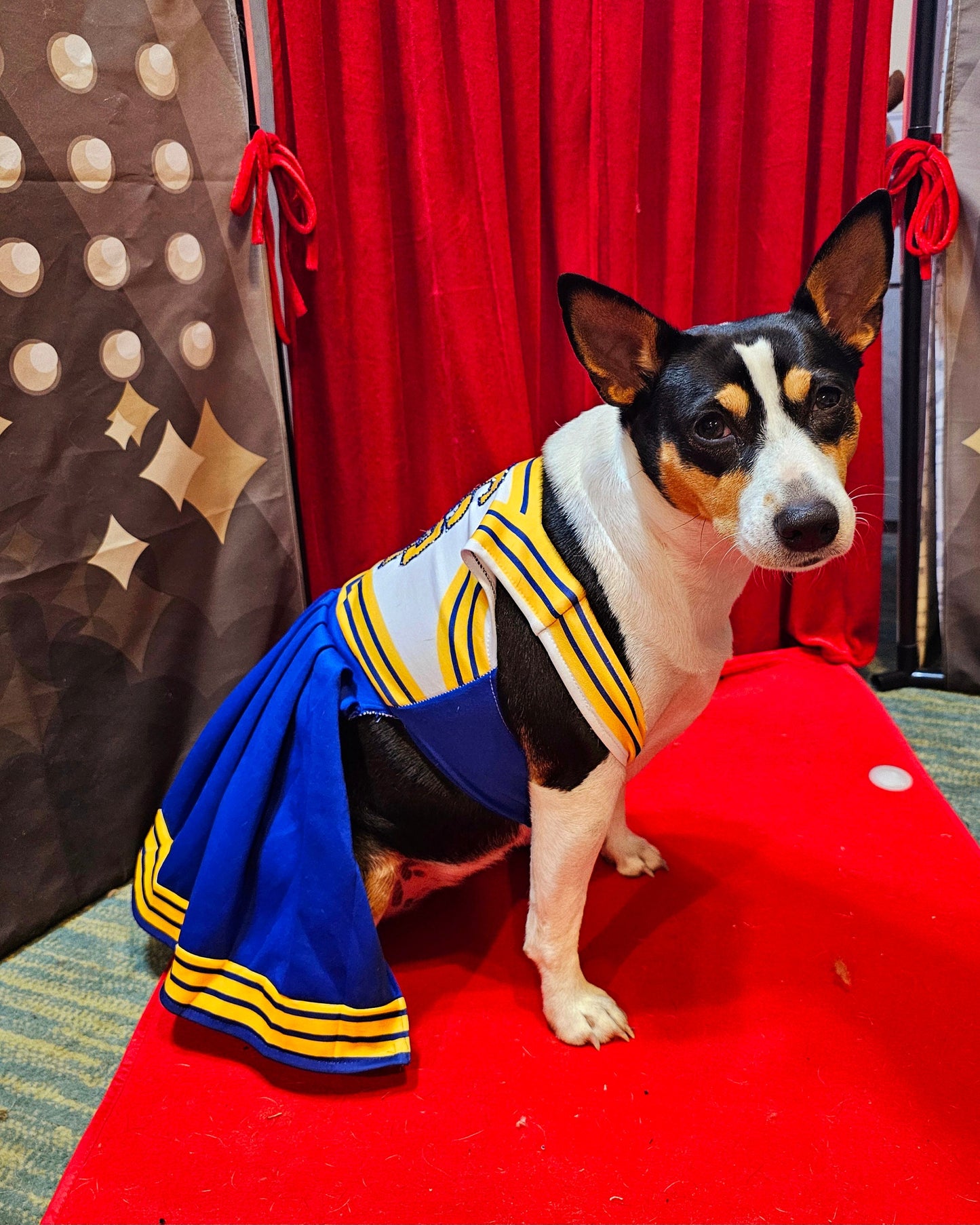- Taylor 1989 Pet Era, Taylor 1989 pet era dress, Taylor Swift Pet cheerleading costume, 1989 cat era, 1989 dog era, Taylor Swift pet cheerleader