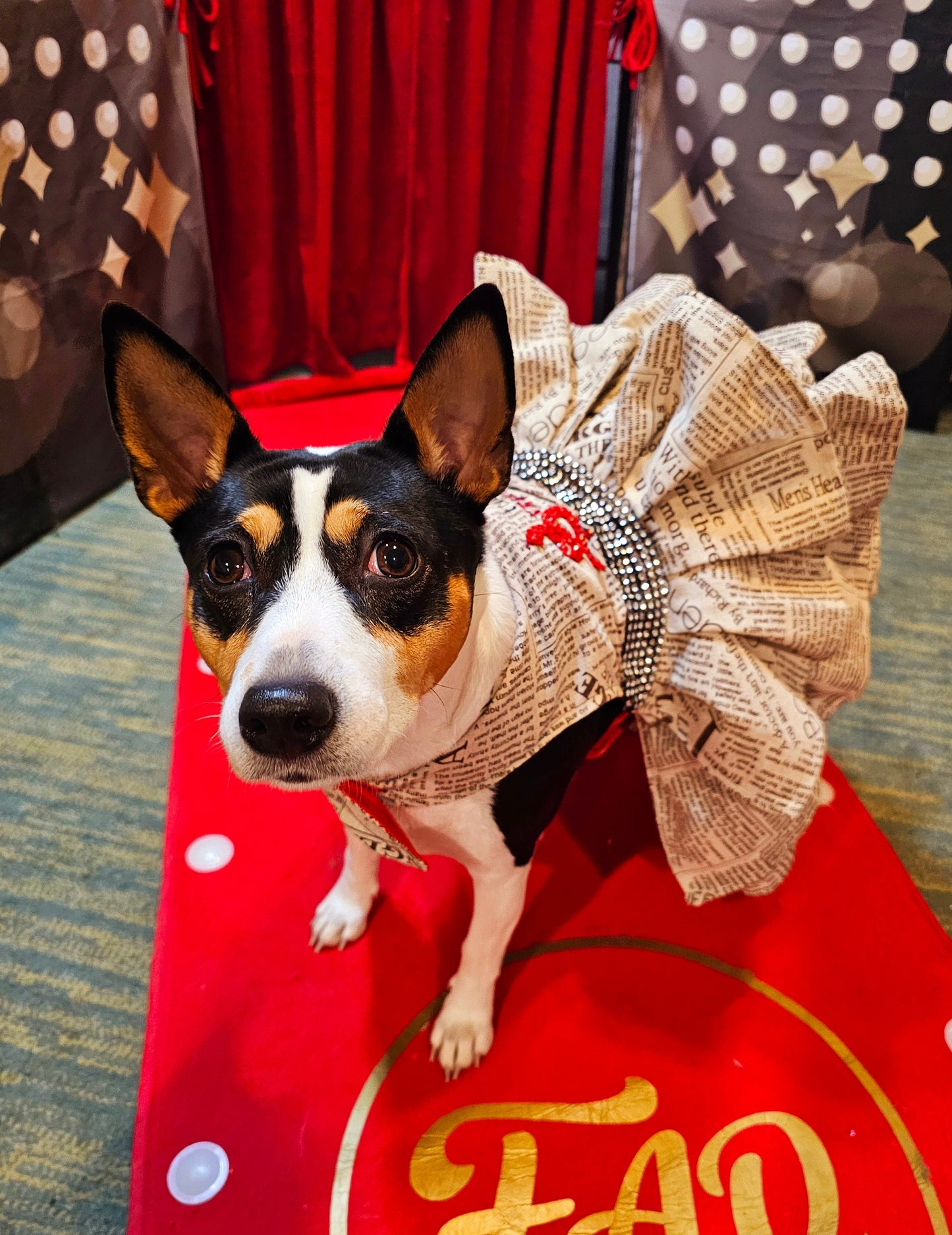 Reputation Pet Dress, Reputation dog dress, Reputation cat dress, Reputation era pet costume, Taylor Swift Rep pet, pet Reputation dress