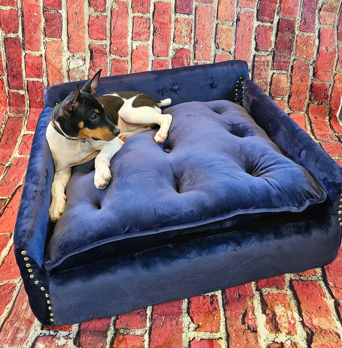 Luxury Pet Couch, dog couch, cat couch, pet furniture, blue, red, black, pink, white, pet couch, dog bed, cat bed, pet bed, dog bed