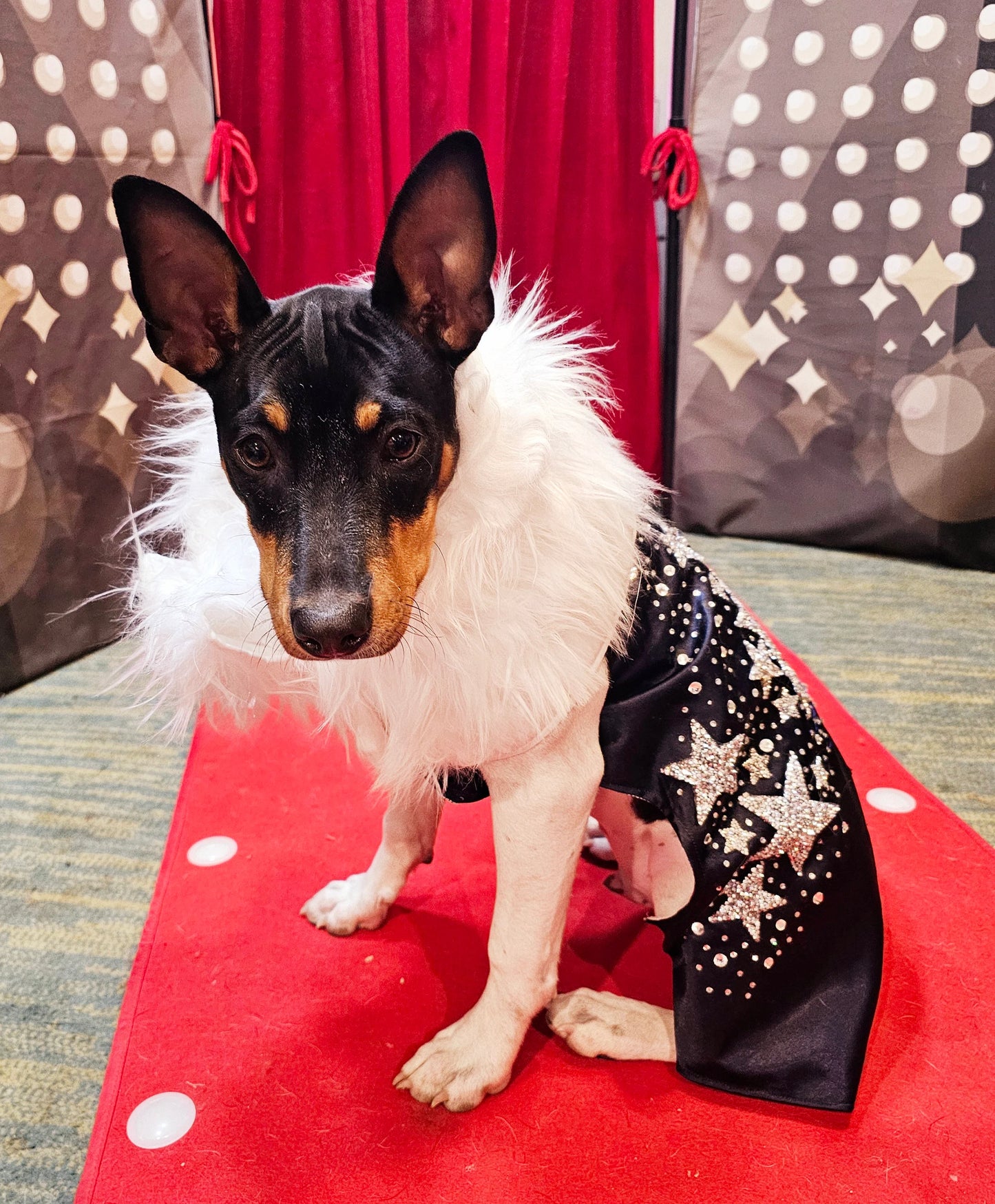 Midnight Era Pet costume, Taylor Swift Midnight Era pet costume,  Midnight Era dog costume, Midnight Era cat costume,  Taylor Swift midnight