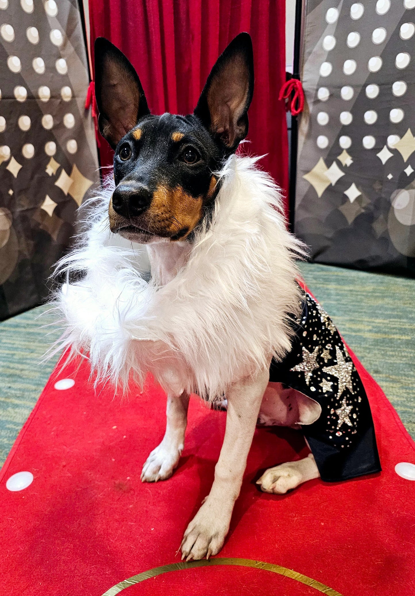 Midnight Era Pet costume, Taylor Swift Midnight Era pet costume,  Midnight Era dog costume, Midnight Era cat costume,  Taylor Swift midnight