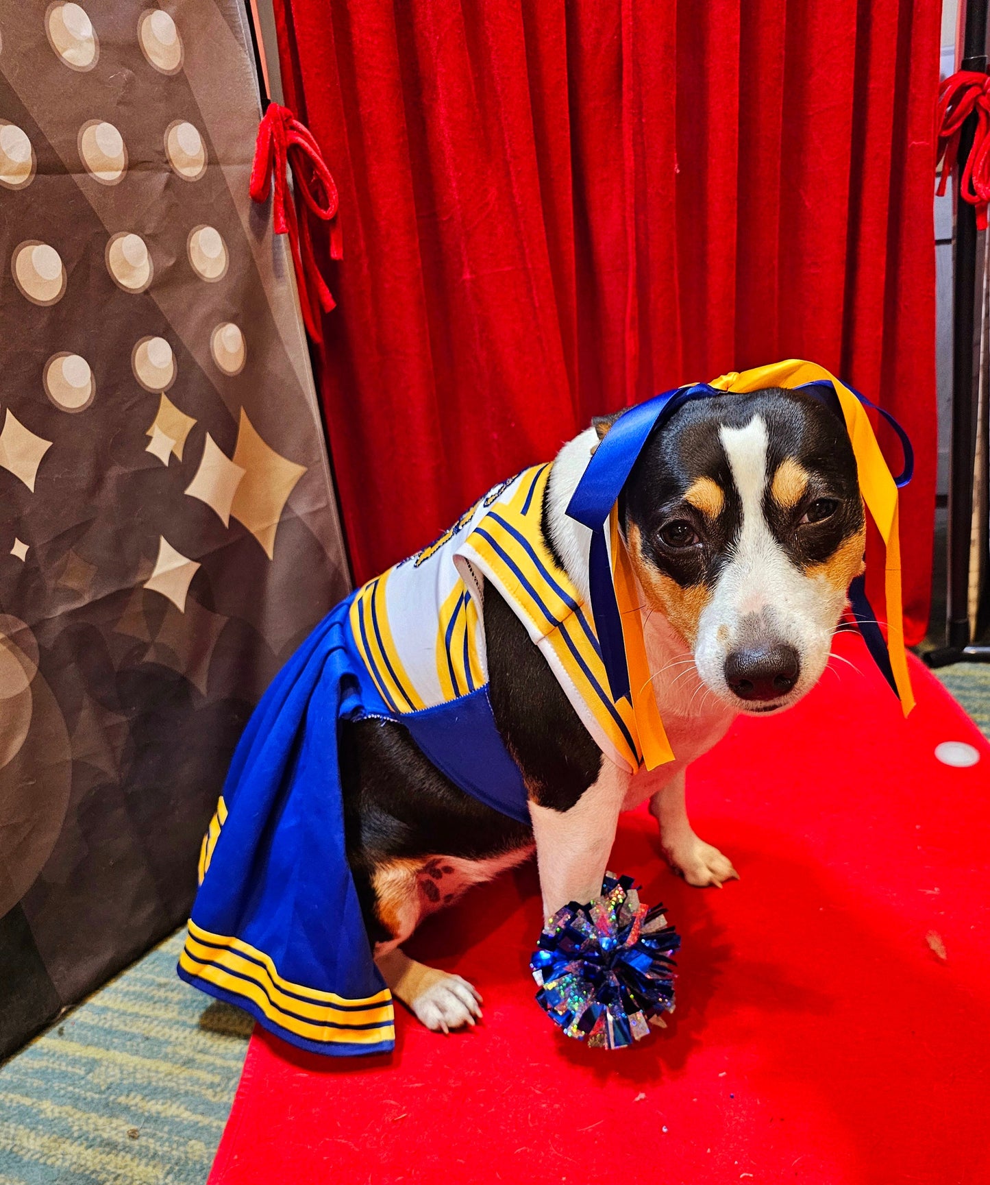 - Taylor 1989 Pet Era, Taylor 1989 pet era dress, Taylor Swift Pet cheerleading costume, 1989 cat era, 1989 dog era, Taylor Swift pet cheerleader