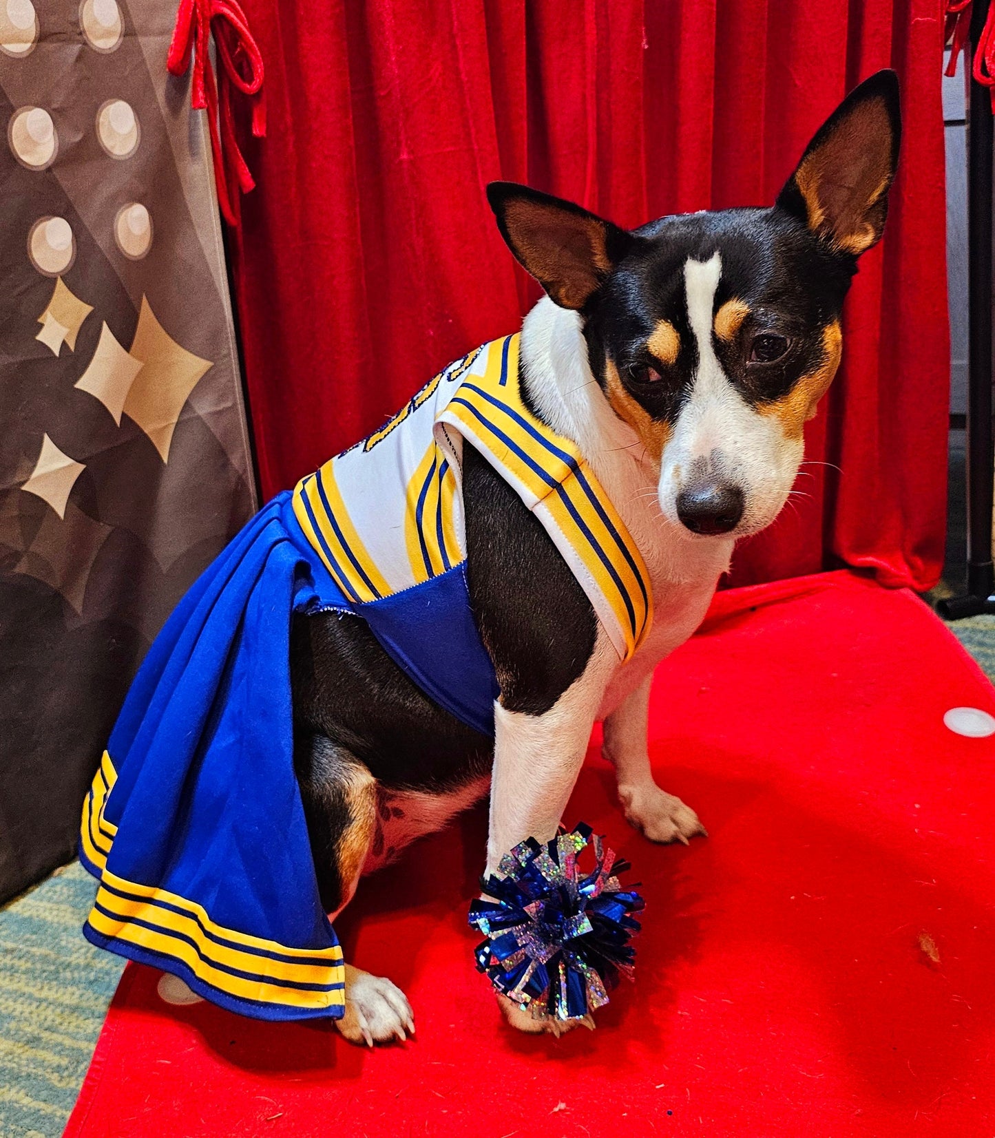 - Taylor 1989 Pet Era, Taylor 1989 pet era dress, Taylor Swift Pet cheerleading costume, 1989 cat era, 1989 dog era, Taylor Swift pet cheerleader