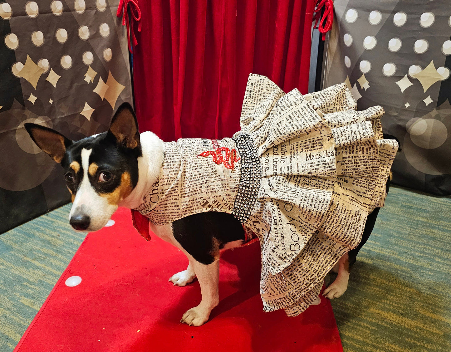 Reputation Pet Dress, Reputation dog dress, Reputation cat dress, Reputation era pet costume, Taylor Swift Rep pet, pet Reputation dress