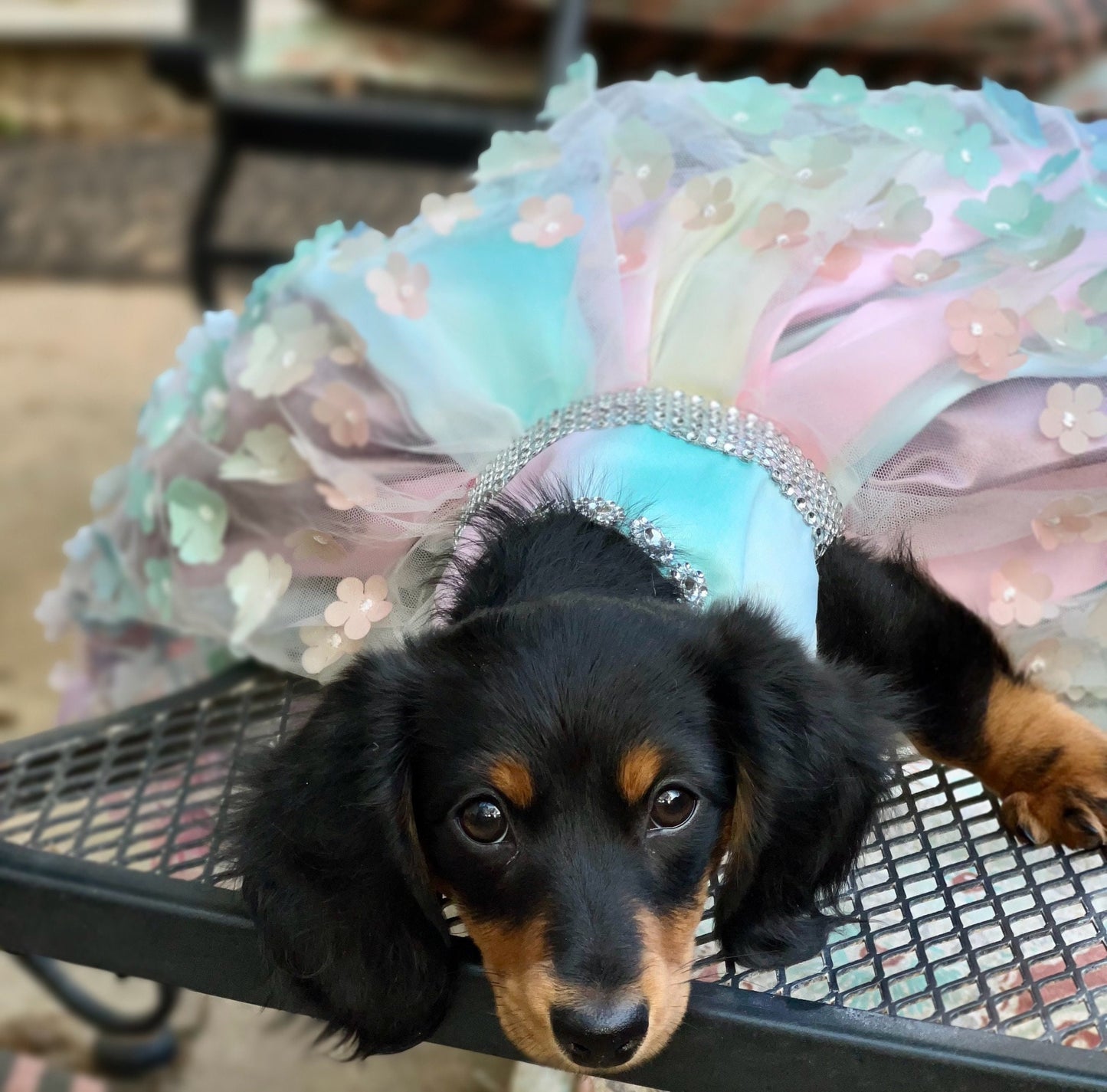 Flower pet dress, flower dog dress, flower cat dress, pastel pet dress, special occasion pet dress, couture pet dress, 3D flower pet dress