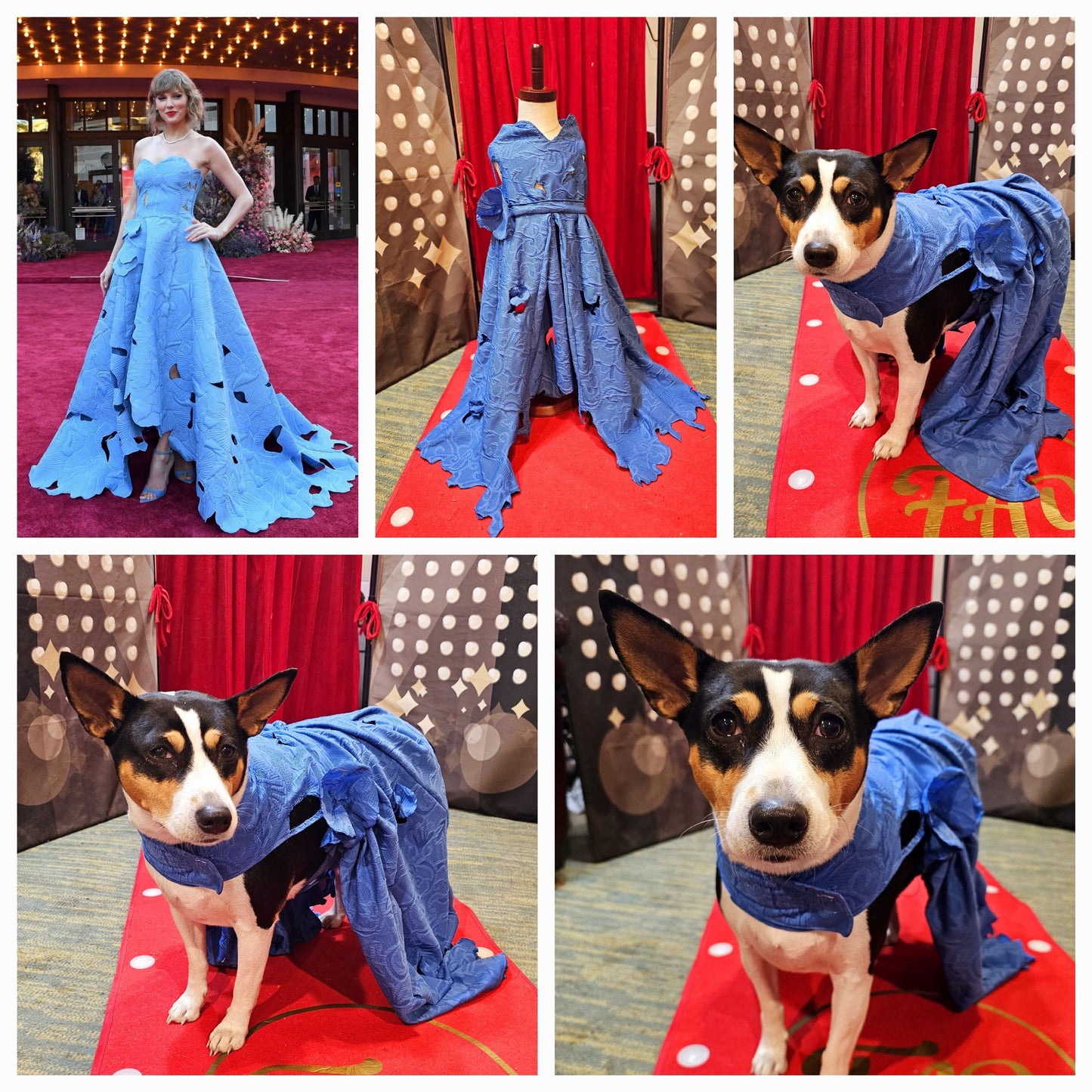 Blue Taylor Era's pet premiere dress, Taylor Swift pet blue premiere dress, Taylor dog premiere dress, blue flower pet dress, Era's tour pet