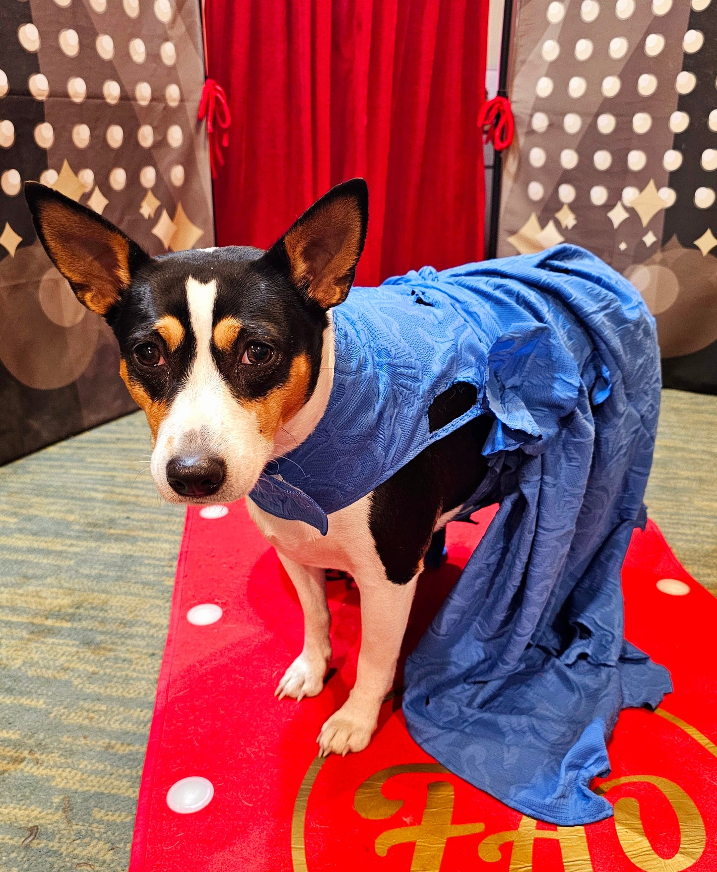 Blue Taylor Era's pet premiere dress, Taylor Swift pet blue premiere dress, Taylor dog premiere dress, blue flower pet dress, Era's tour pet