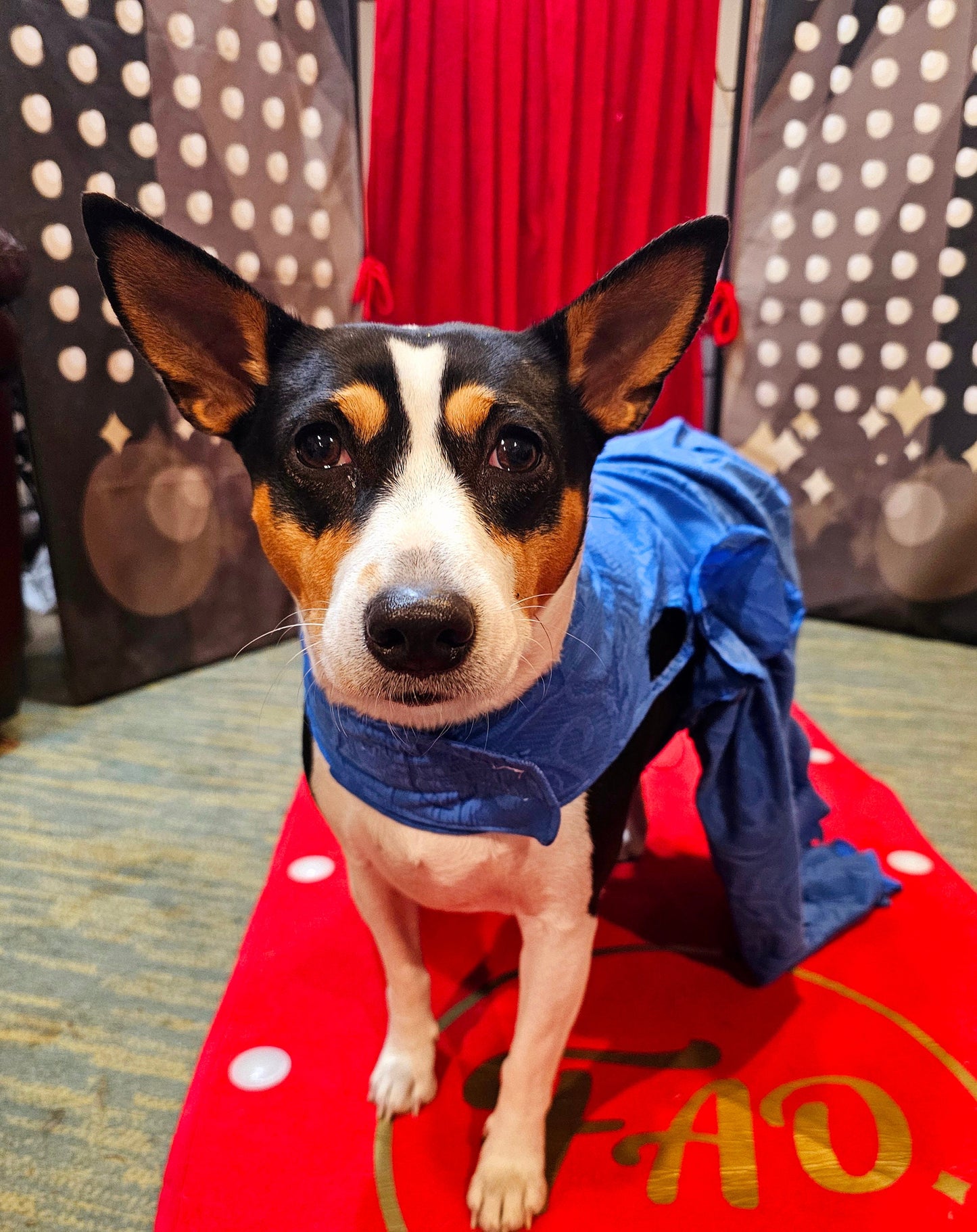 Blue Taylor Era's pet premiere dress, Taylor Swift pet blue premiere dress, Taylor dog premiere dress, blue flower pet dress, Era's tour pet