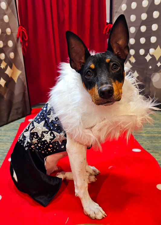 Midnight Era Pet costume, Taylor Swift Midnight Era pet costume,  Midnight Era dog costume, Midnight Era cat costume,  Taylor Swift midnight