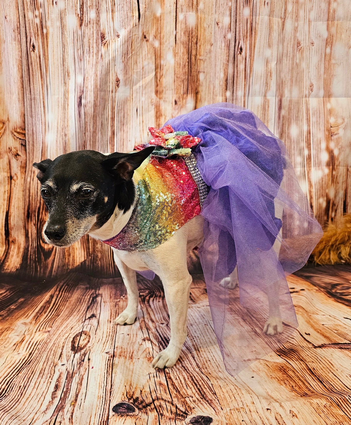 Rainbow sequin 80's Pet Prom Dress, 80's Dog prom dress, 80's cat prom dress, 80'Pet Costume, 80's pet dresses