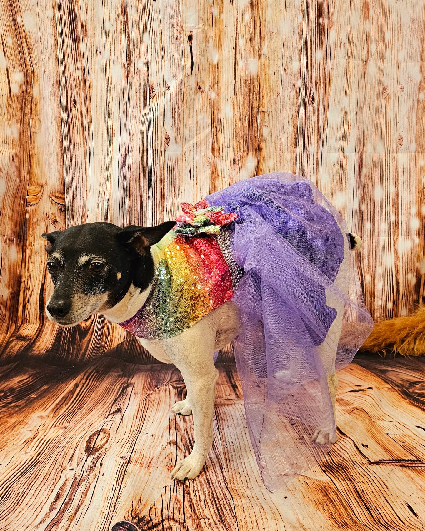 Rainbow sequin 80's Pet Prom Dress, 80's Dog prom dress, 80's cat prom dress, 80'Pet Costume, 80's pet dresses