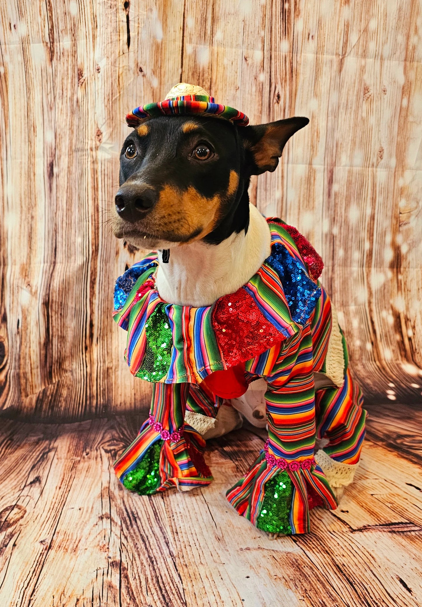 Cinco De Mayo Pet clothes, Mariachi pet clothes, Cinco De Mayo pet suit, Cinco De Mayo pet hat, Cinco de mayo dog hat, Cinco dog costume