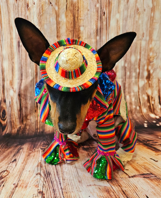 Cinco De Mayo Pet clothes, Mariachi pet clothes, Cinco De Mayo pet suit, Cinco De Mayo pet hat, Cinco de mayo dog hat, Cinco dog costume