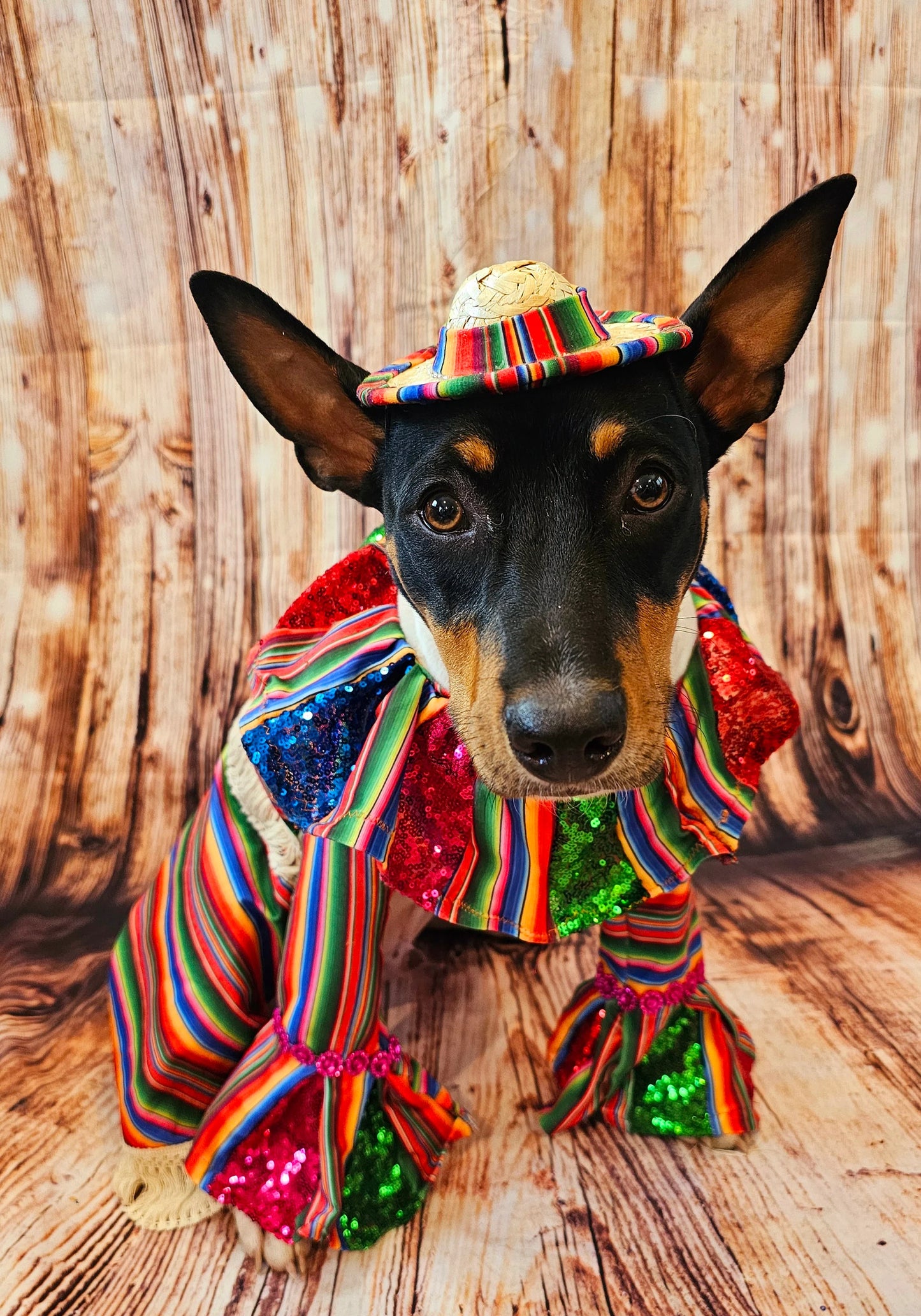 Cinco De Mayo Pet clothes, Mariachi pet clothes, Cinco De Mayo pet suit, Cinco De Mayo pet hat, Cinco de mayo dog hat, Cinco dog costume