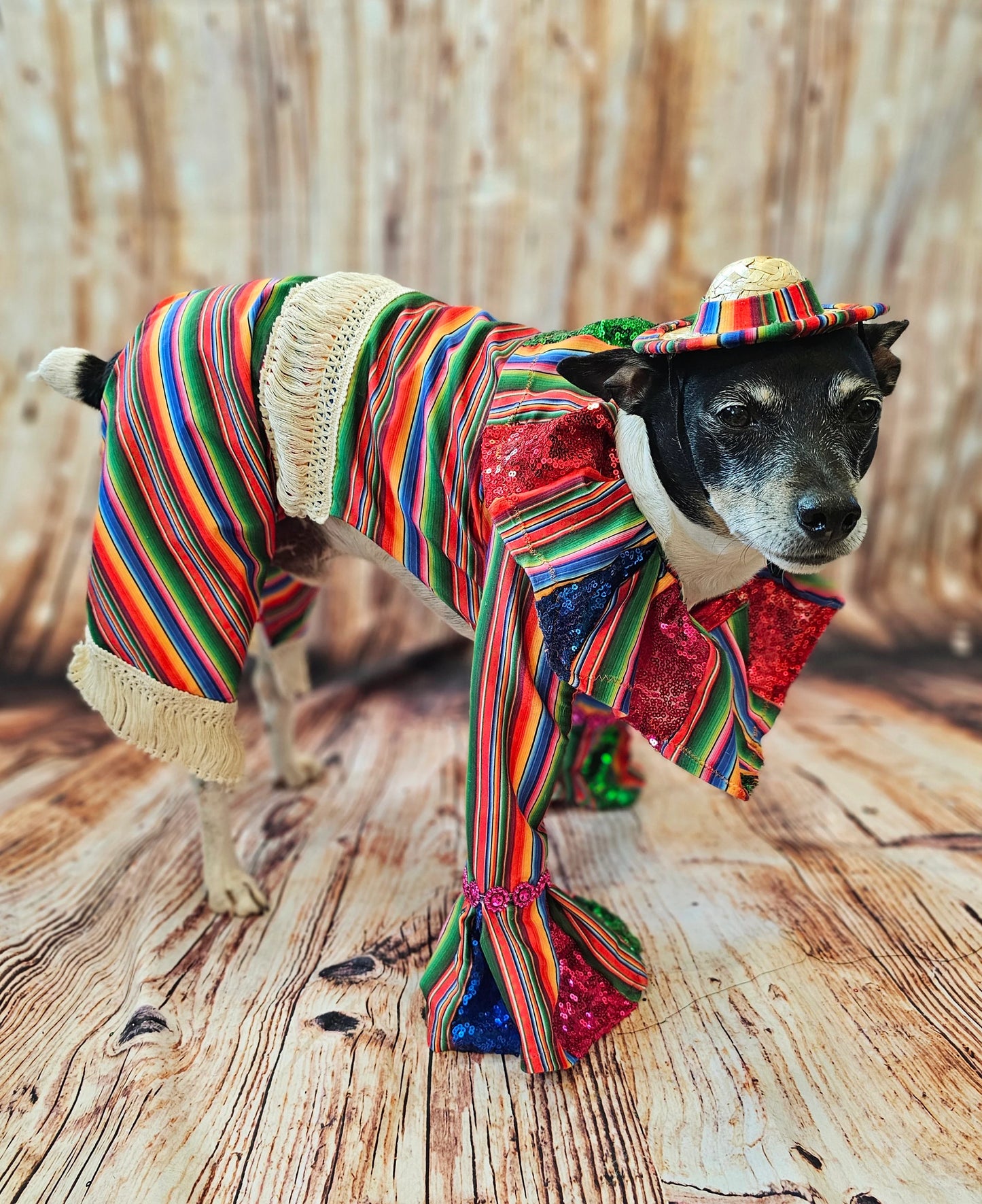 Cinco De Mayo Pet clothes, Mariachi pet clothes, Cinco De Mayo pet suit, Cinco De Mayo pet hat, Cinco de mayo dog hat, Cinco dog costume